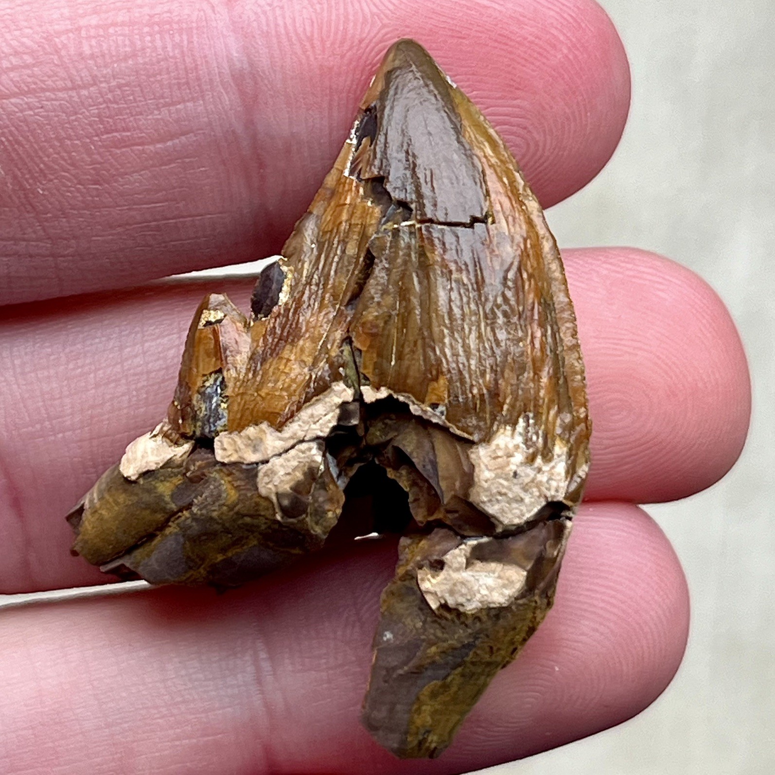 Ankylorhiza Tooth Fossil - Summerville SC - Marine Mammal