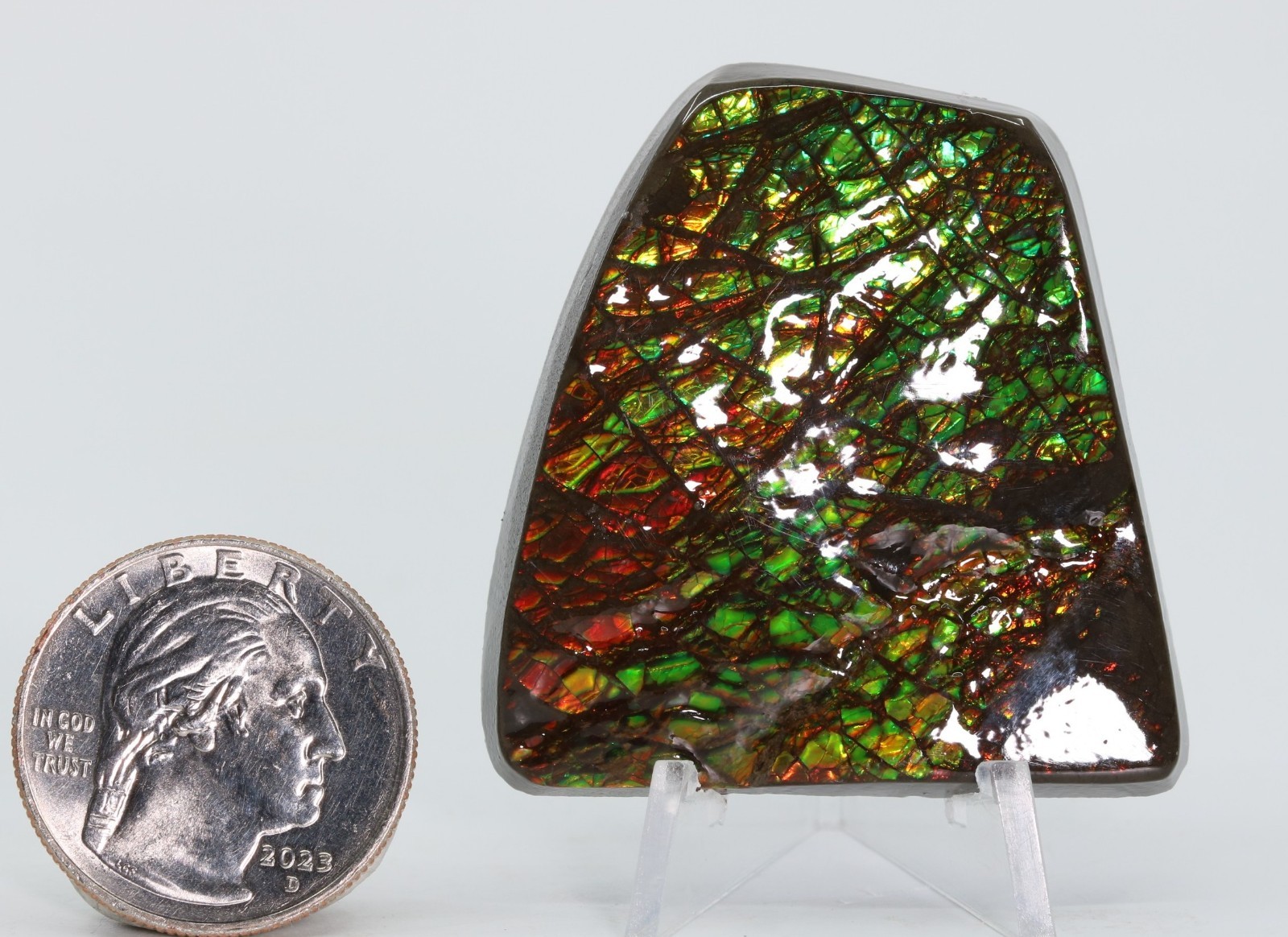 Korite Ammolite Fossil Ammonite 1.99" 50.5mm Bearpaw Fm. Alberta Canada COA 7323