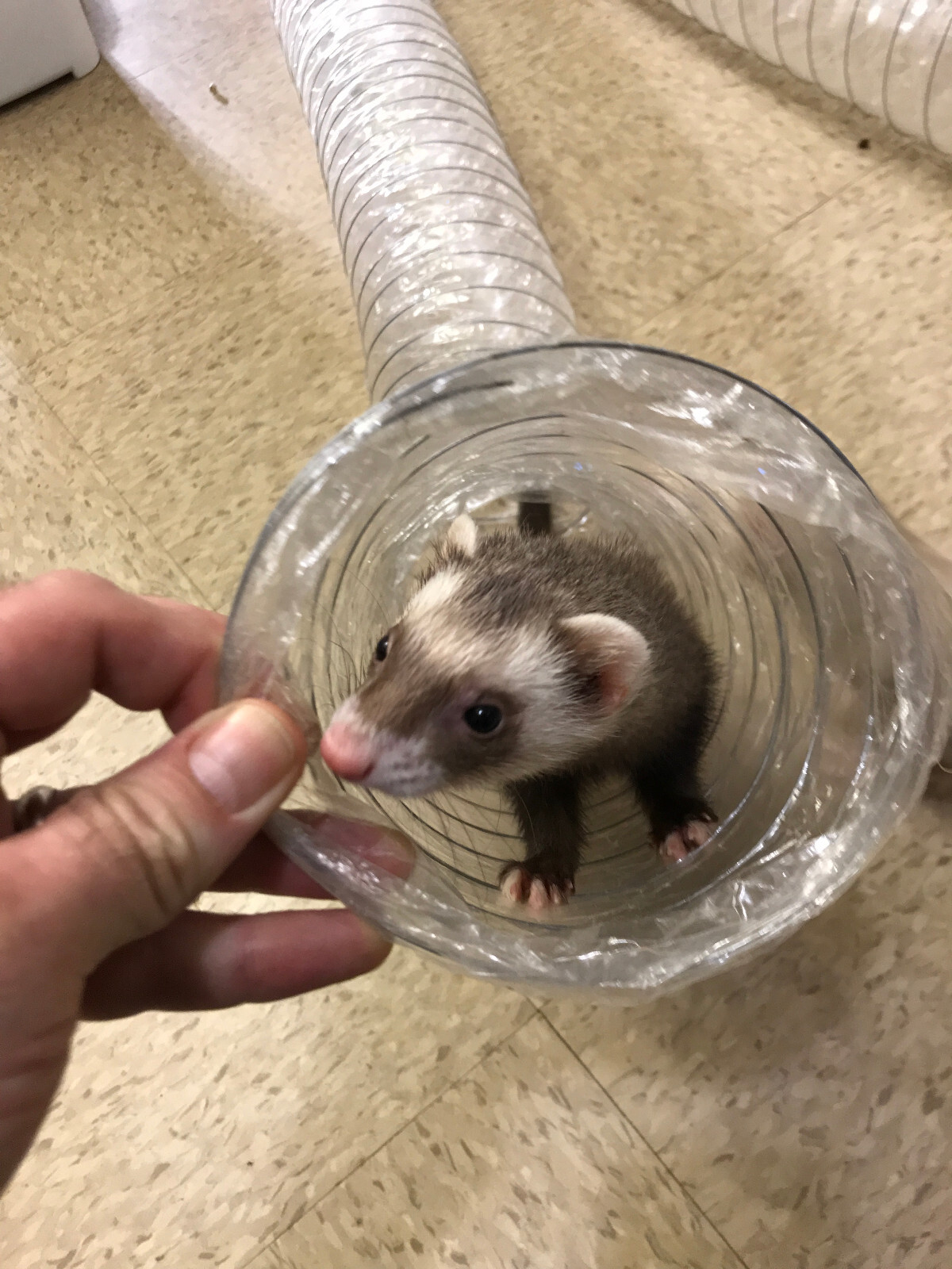 Best Ferret Toy EVER! Jumbo Ex Wide &Long Super Thru Way Crinkle Tunnel Tube