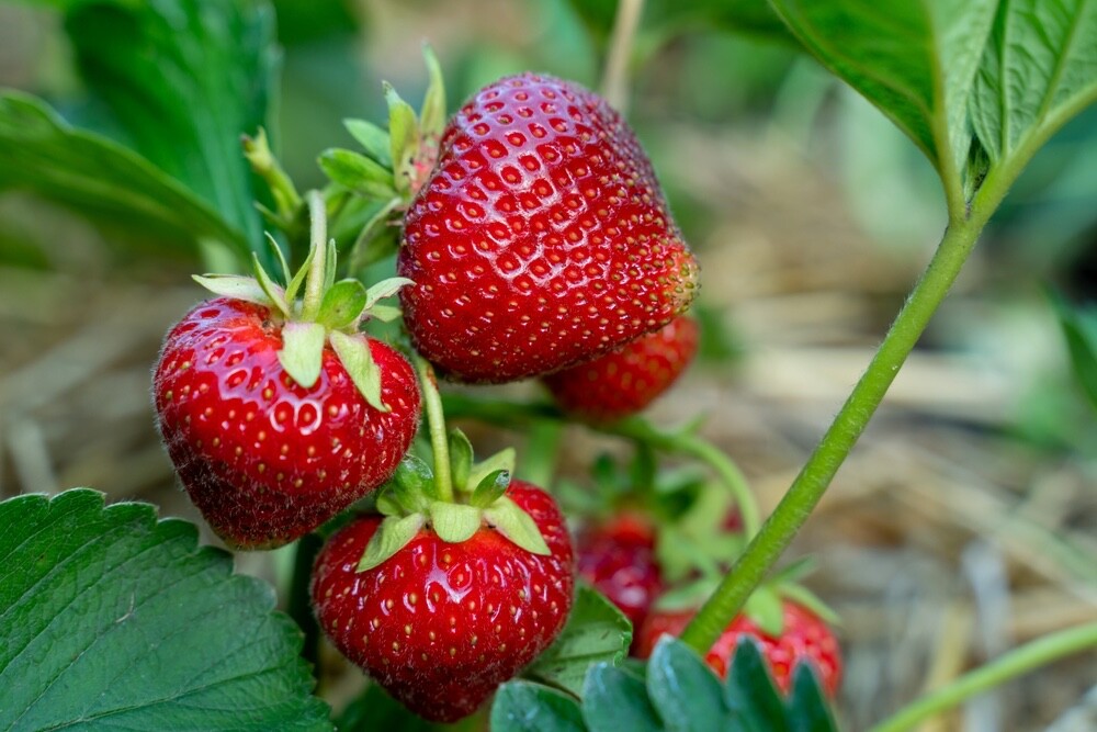 Cabot Strawberry Roots to Grow