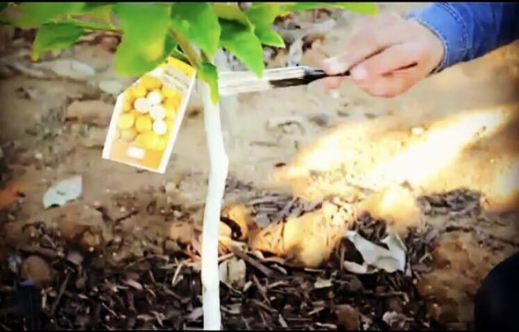 IV Organic 3-in-1 Plant Guard, 1 Pint (BROWN)