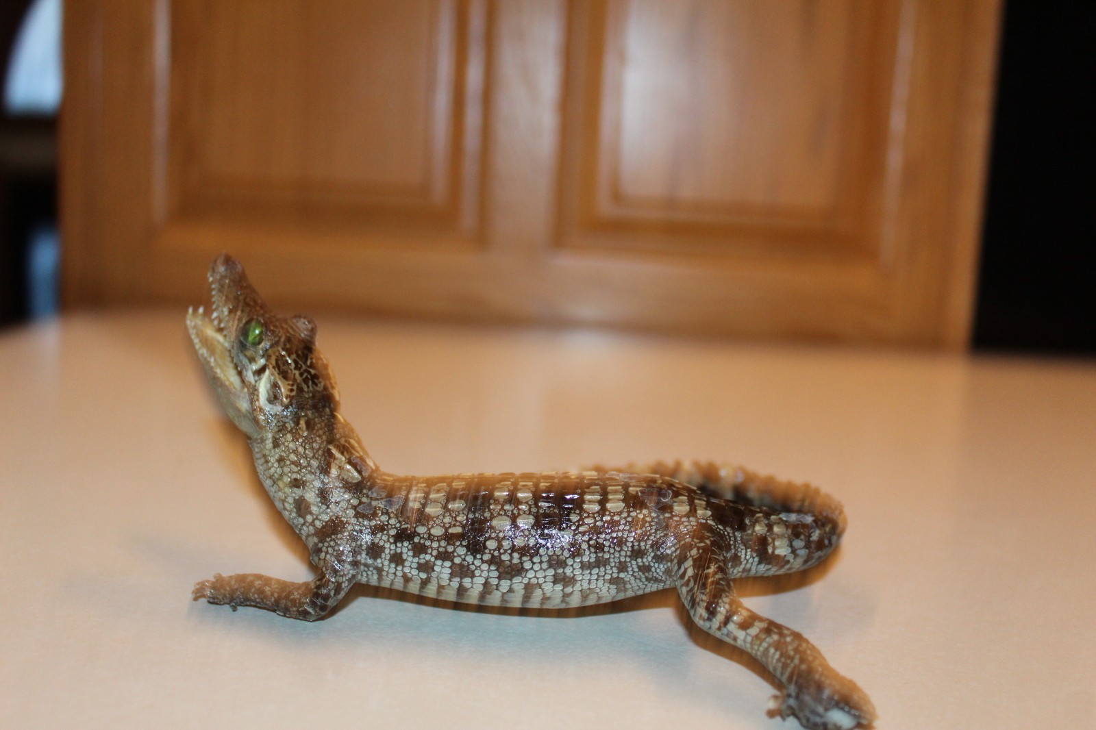 New Alligator Reptile Taxidermy Novelty Log Cabin Decor Whitetail Mule Deer