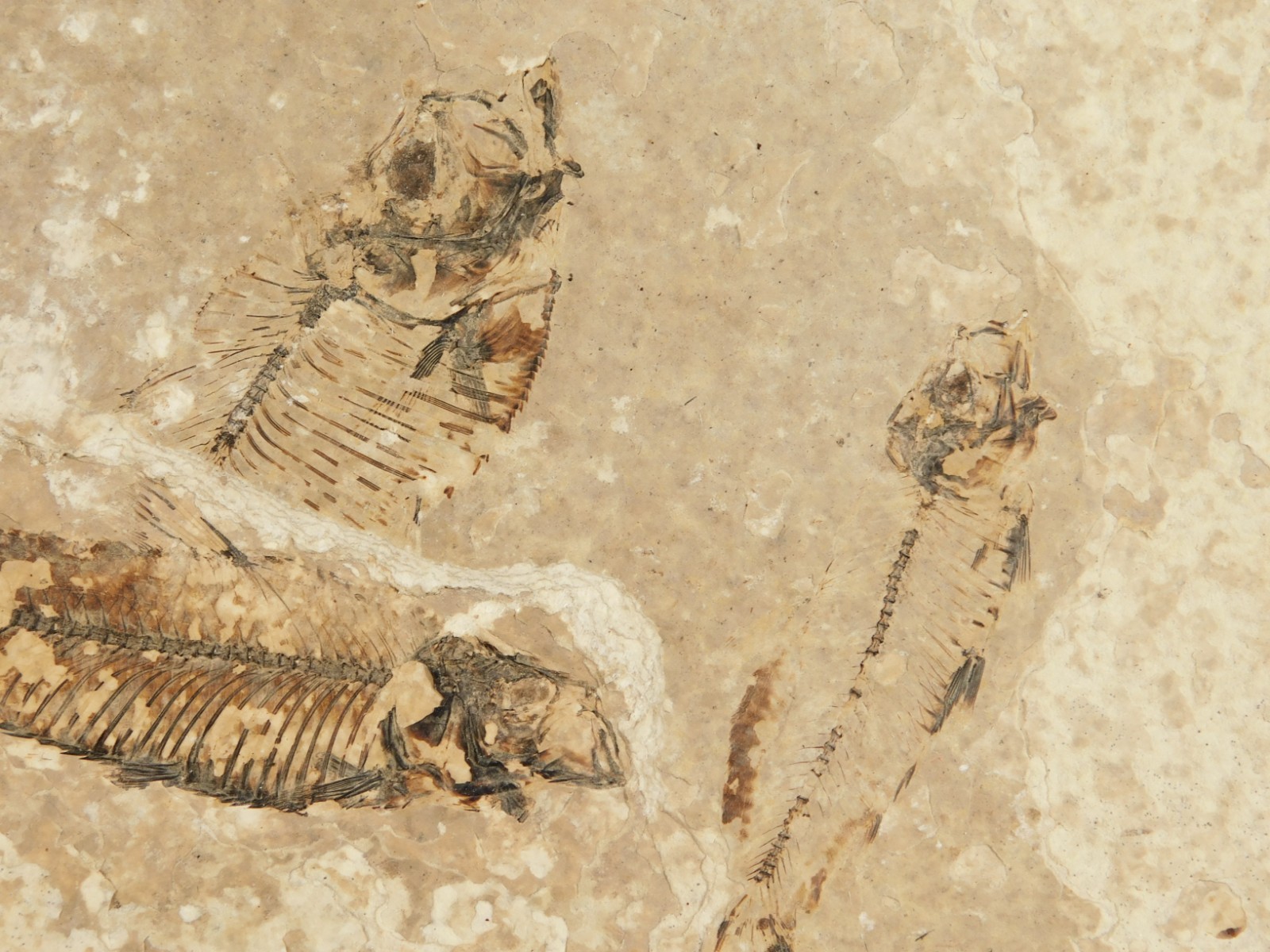 Rock AQUARIUM THREE! 100% Natural Knightia FISH Fossils From Wyoming! 291gr