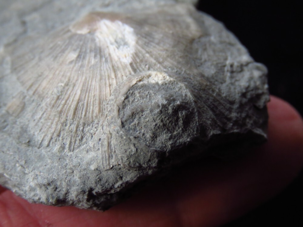 Edrioasteroid Echioderm-2"- cystaster- Ordovician- Cincinnati, Ohio
