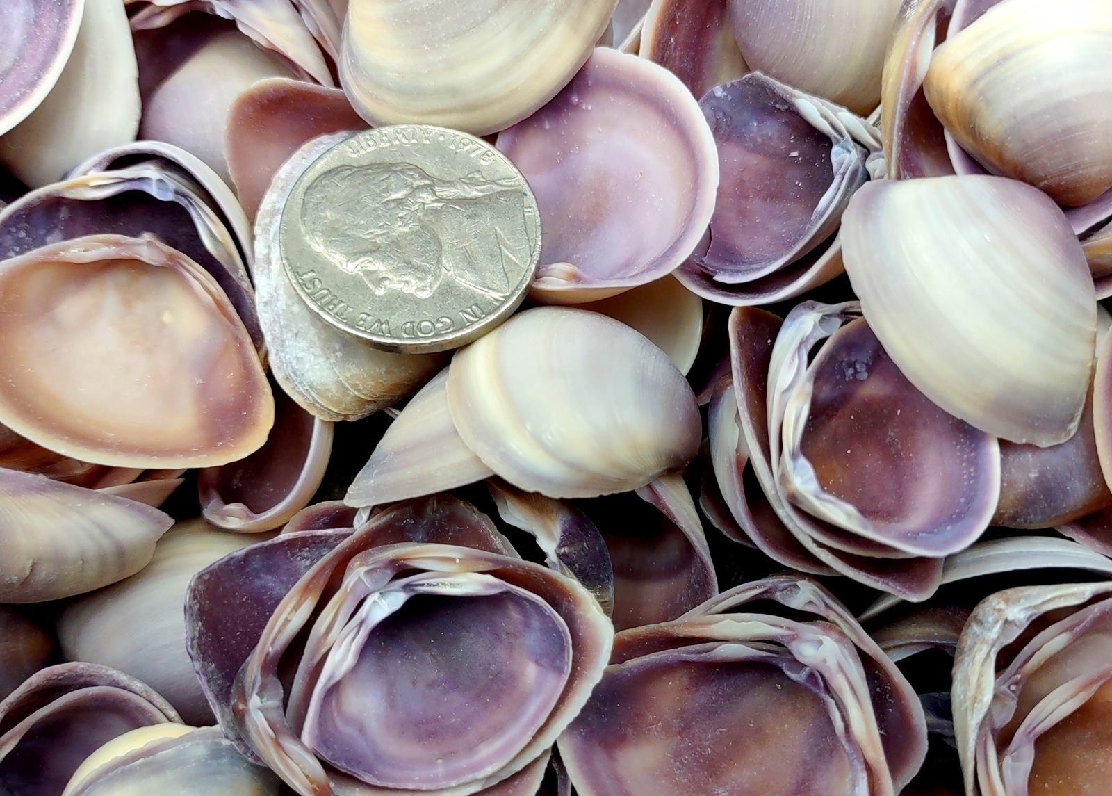 Purple Cay Cay Clam Seashells (approx. half cup 45+ shells 0.75+ inches)