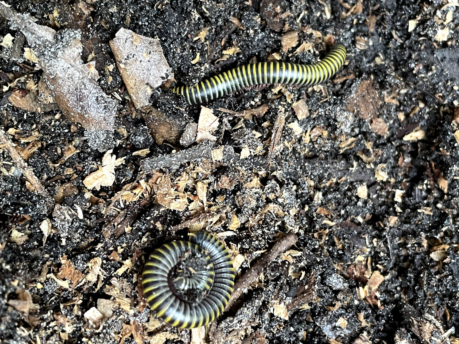Live Bumblebee Millipedes - Breeding Pair  M/F  (Composting)