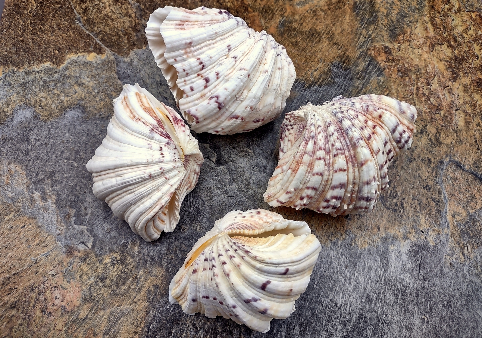 Bear Paw Clam Seashell Pair Hippopus Hippopus (1 shell pair approx. 4+ inches)