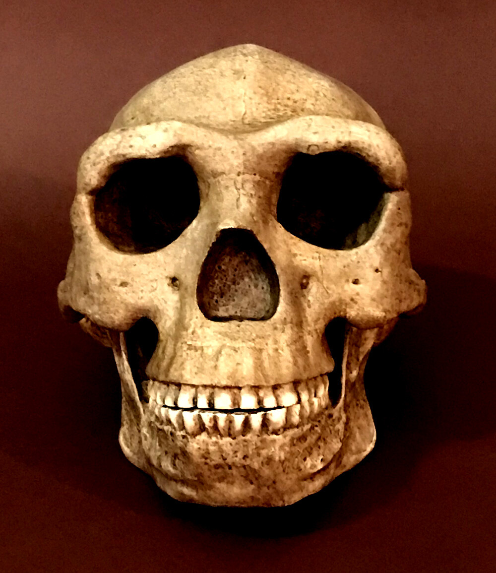 Peking Man Skull Replica
