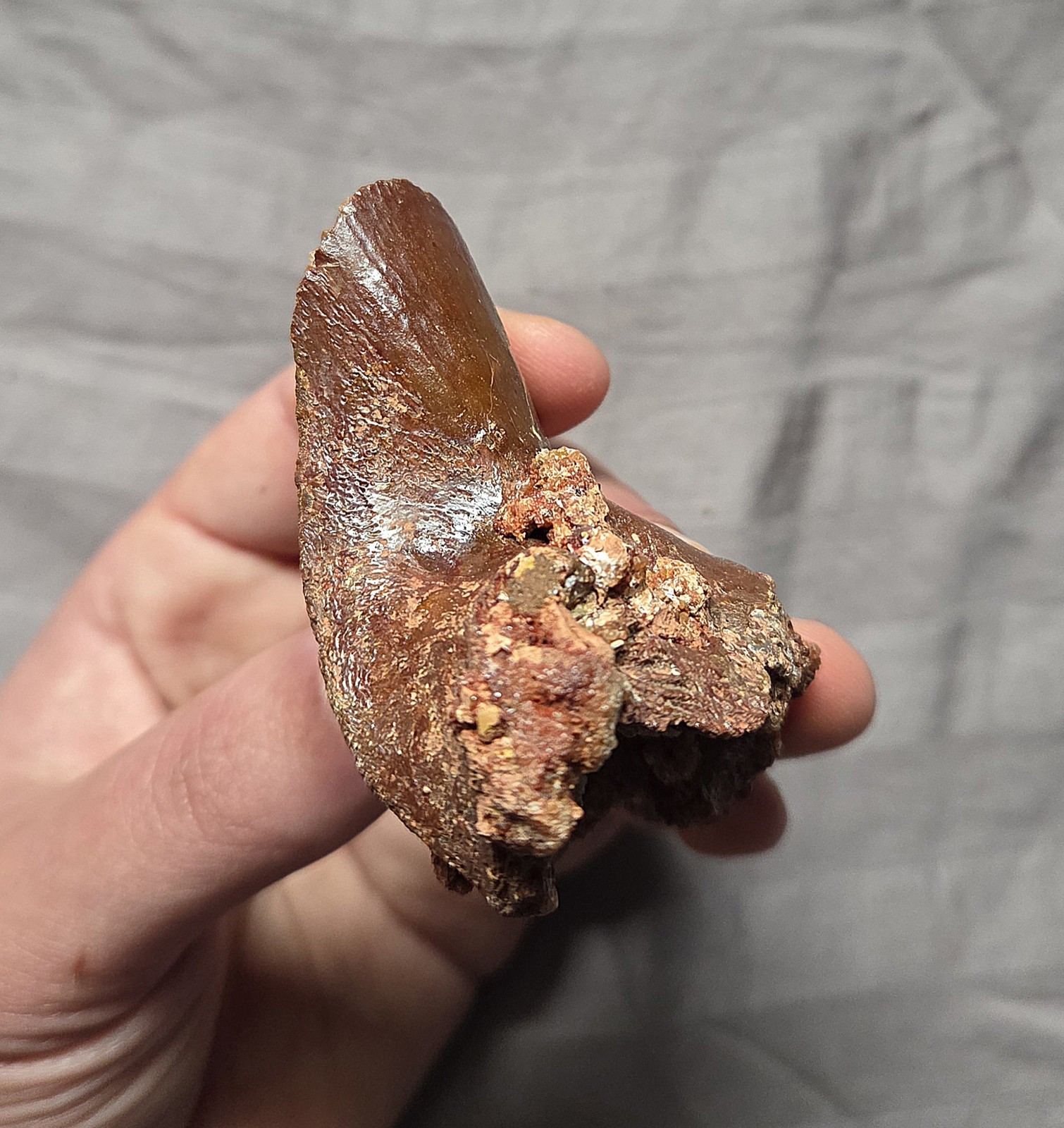 Rare Giant Coelacanth Mawsonia Fossil Fish Skull Bone Cretaceous Kem Kem Beds