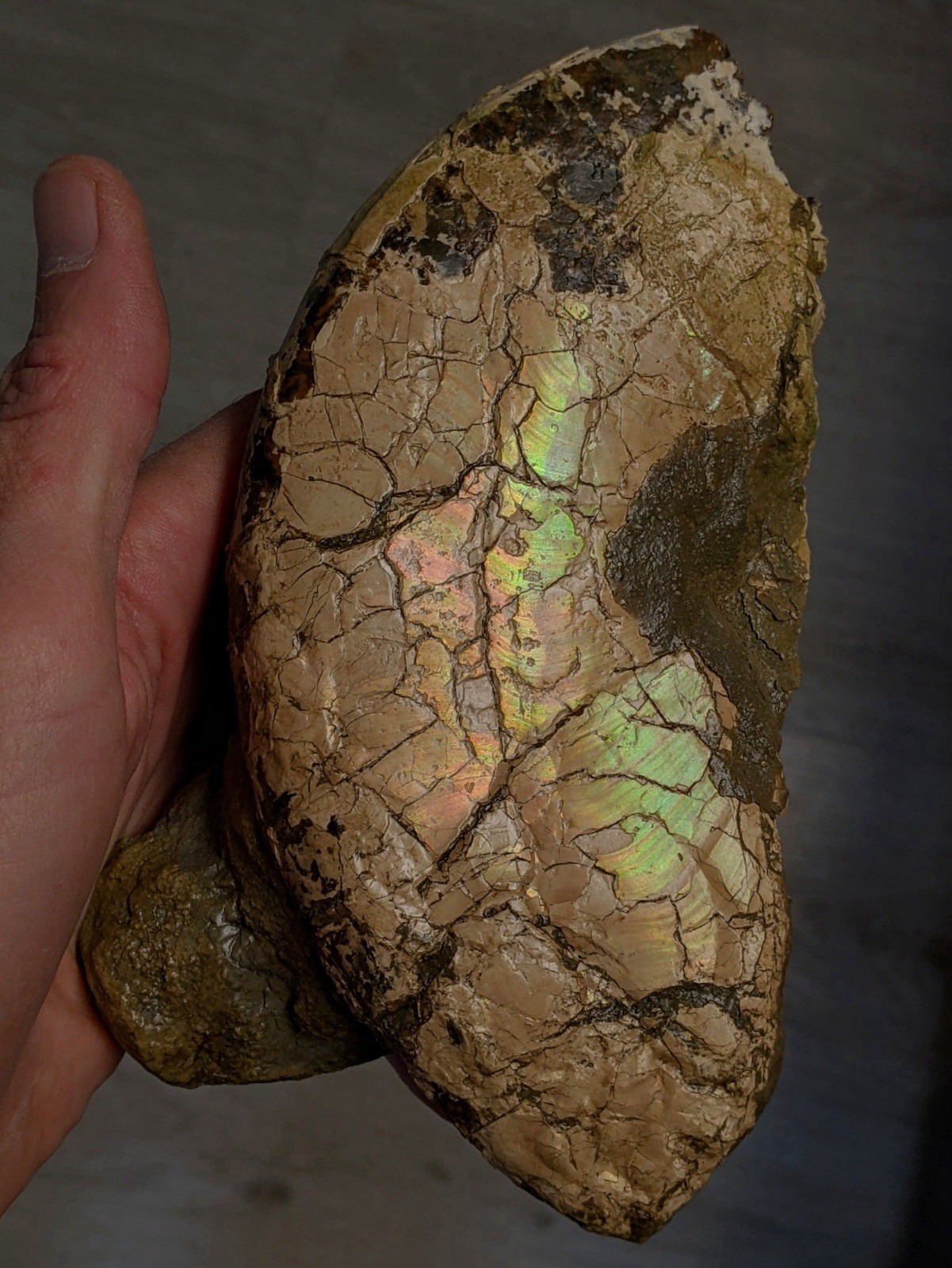 Rare,HUGE 7.25” Texas Fossil Ammonite, Placenticeras Sp! “Ammolite” Iridescence!