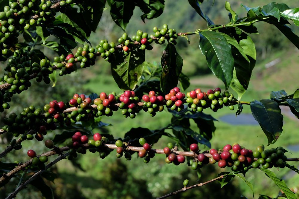 8oz/5lb - Sumantra – Indonesia – Premium Fresh Roasted To Order Coffee