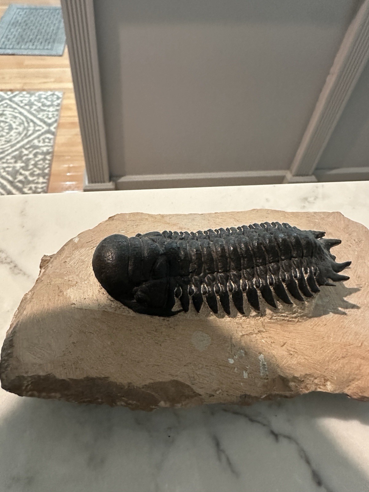 High Detail Devonian TRILOBITE Fossil from The Atlas Mountains 393 Mil Yrs. Old