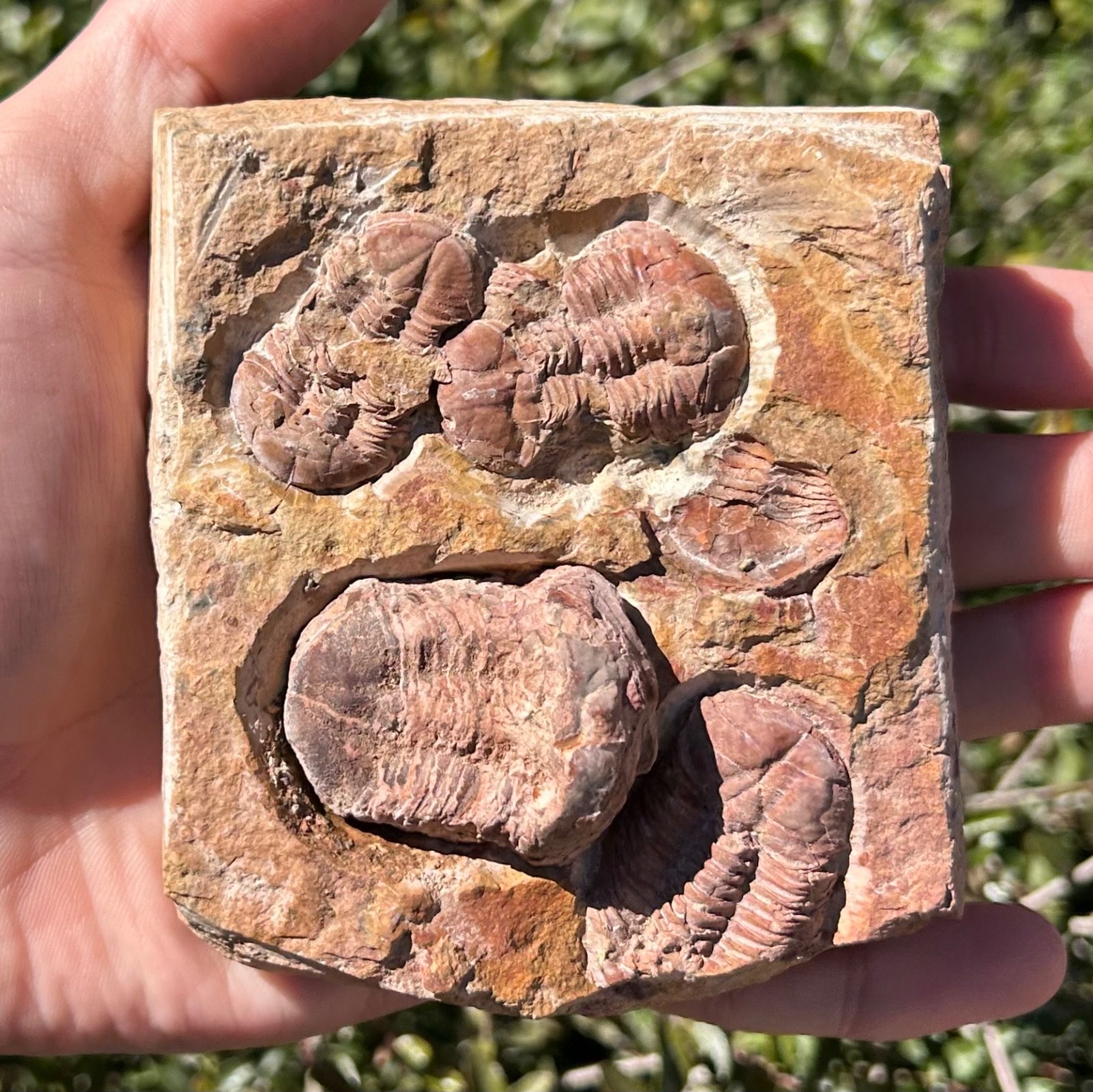 China Fossil Trilobites Multi Plate Ductina vietnamica Devonian Bugs in Matrix