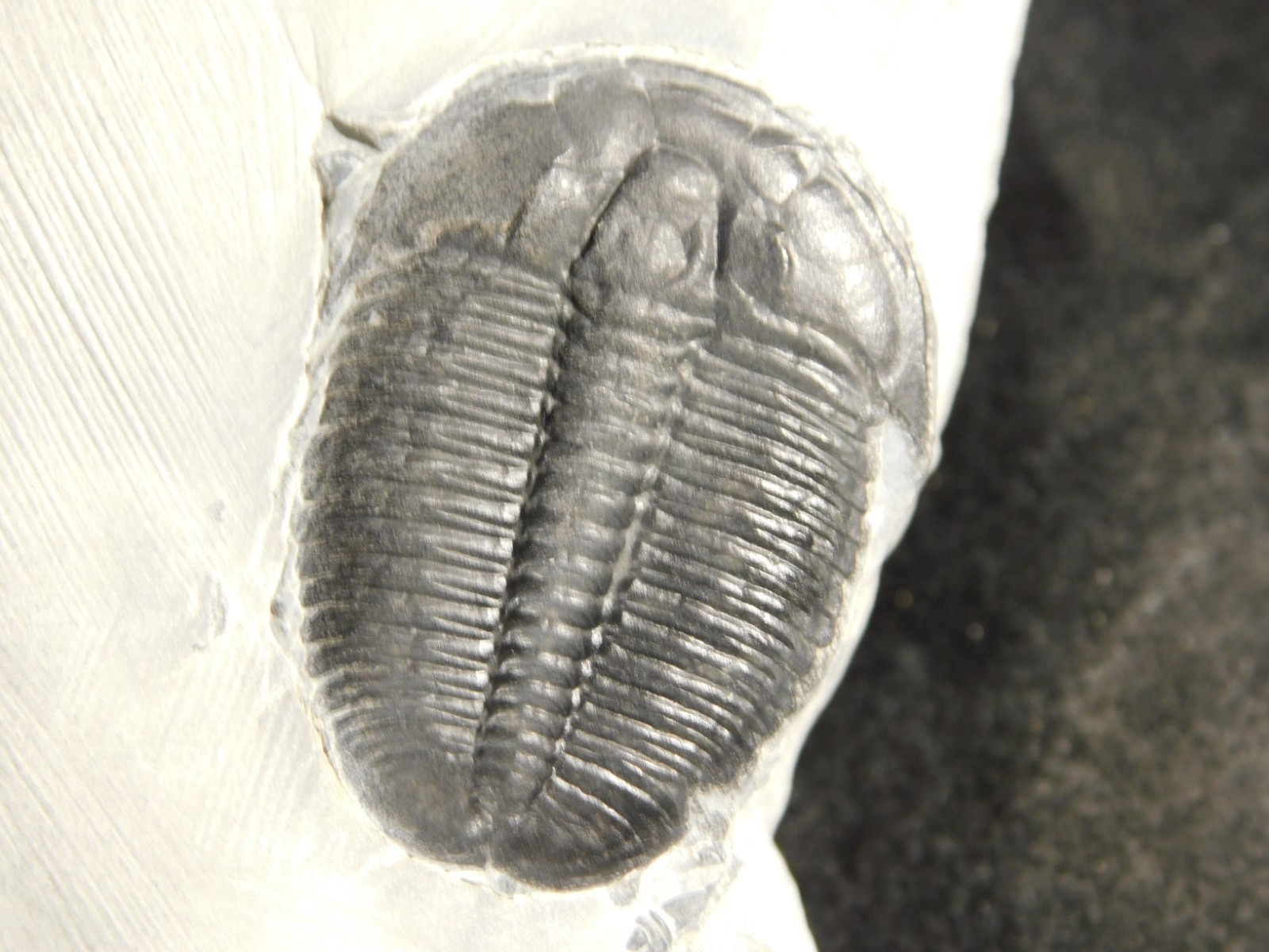 LARGER! NICE and 100% Natural TRILOBITE Fossil From Cambrian Utah 371gr *D