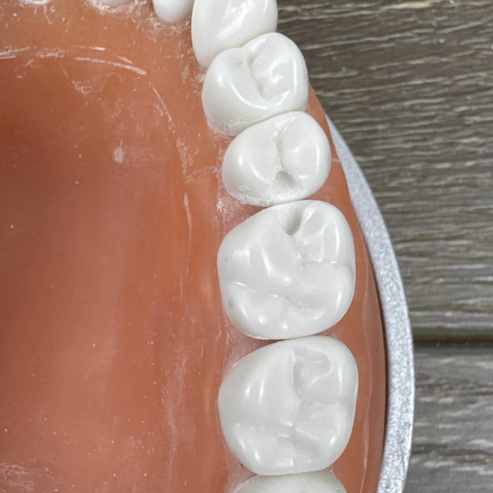 Acadental ModuPRO MP_R320 Restoration Typodont & Case WREB CDCA ADEX Teeth #54