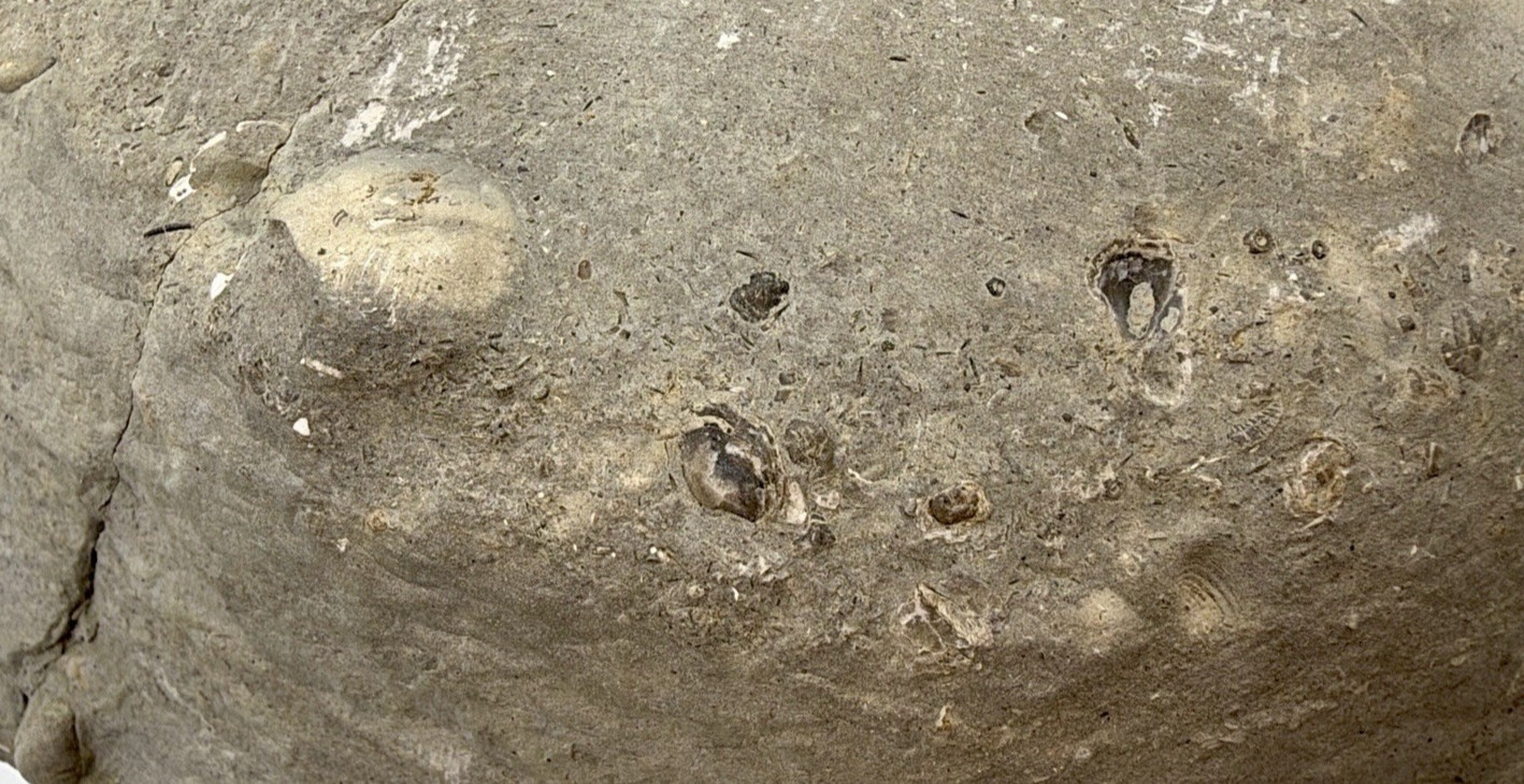 Large 31-lb Paleozoic Fossil Concretion w/Trilobite, Brachiopods, Gastropod poop