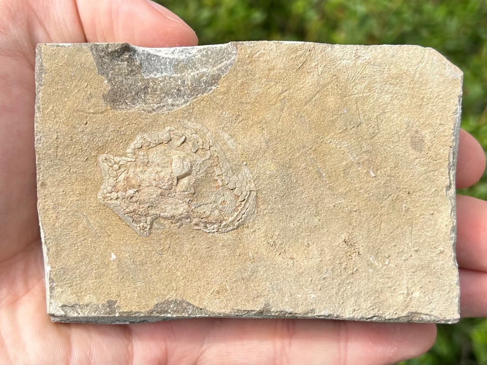 Alabama Fossil Edrioasteroid Hypsiclavus huntsvillensis Bangor Limestone Fm