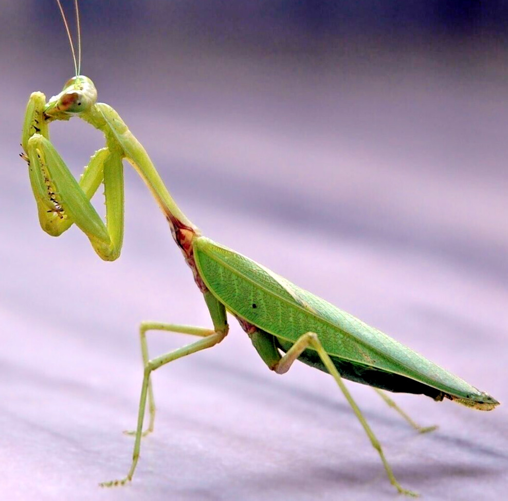 10 PIECES PRAYING MANTIS EGG CASE OOTHECA NATURAL PEST CONTROL