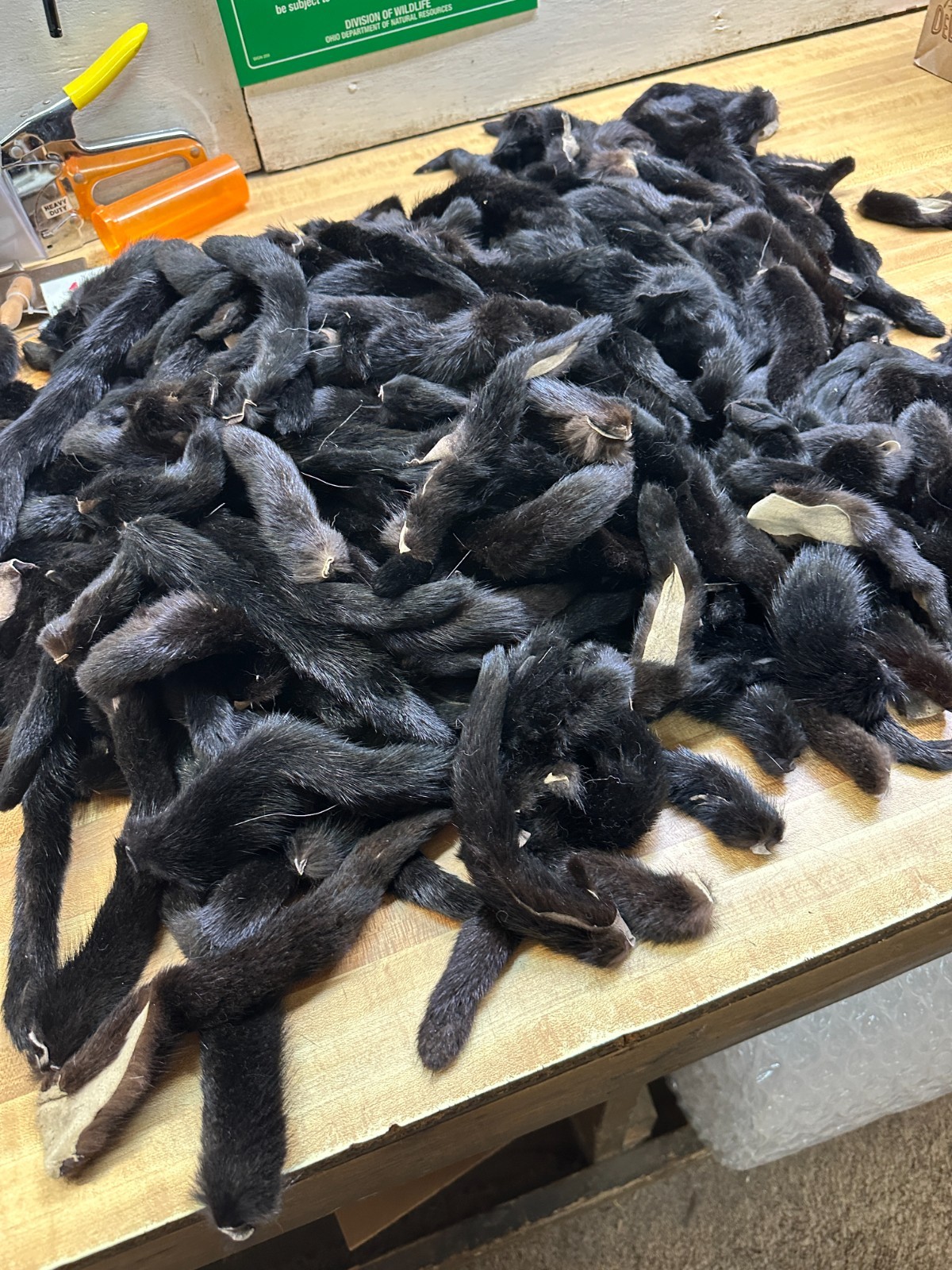 Black Mink Tail Fresh Just in Tanned you Get 1 Tail