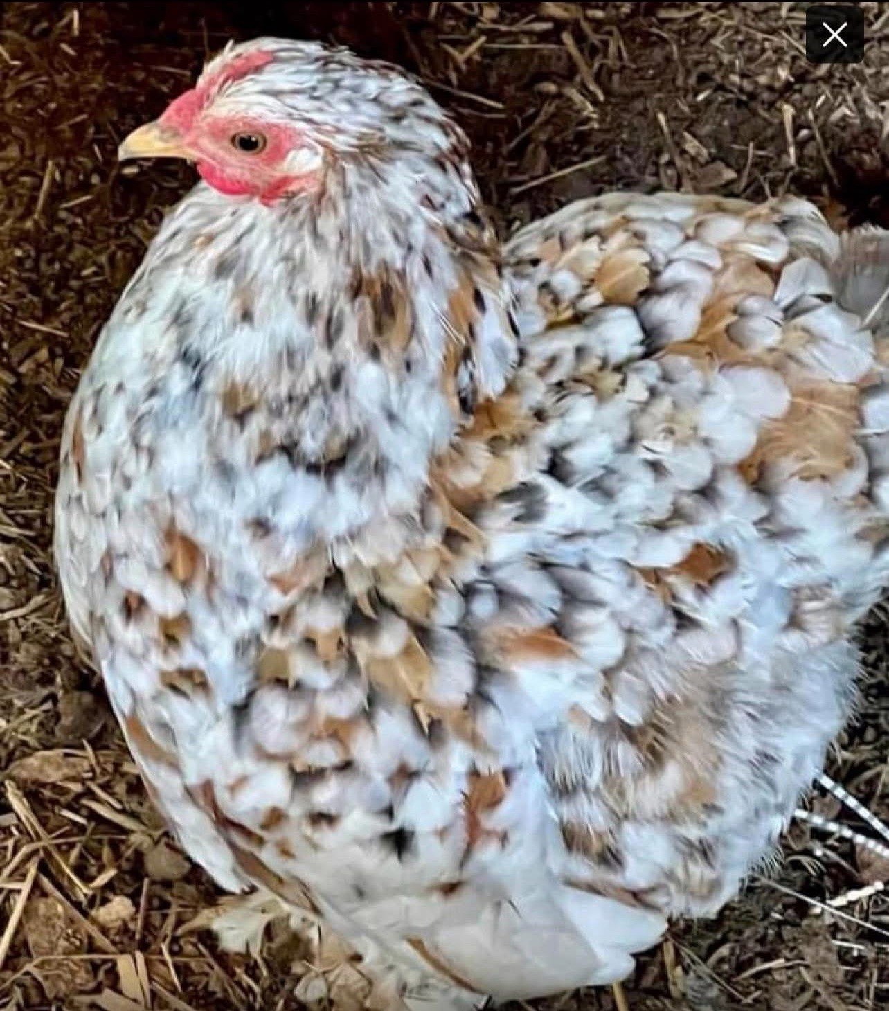 Dozen Mille Fleur Bantam Cochin Eggs
