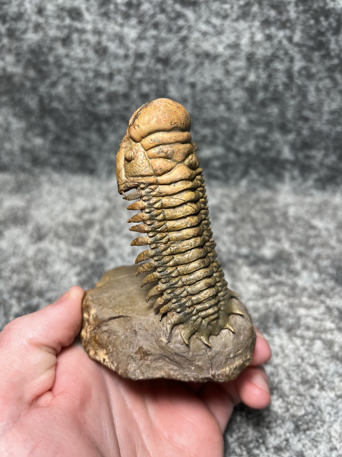 Trilobite Crotalocephalina (Crotalocephalus) Fossil - Ofaten, Morocco