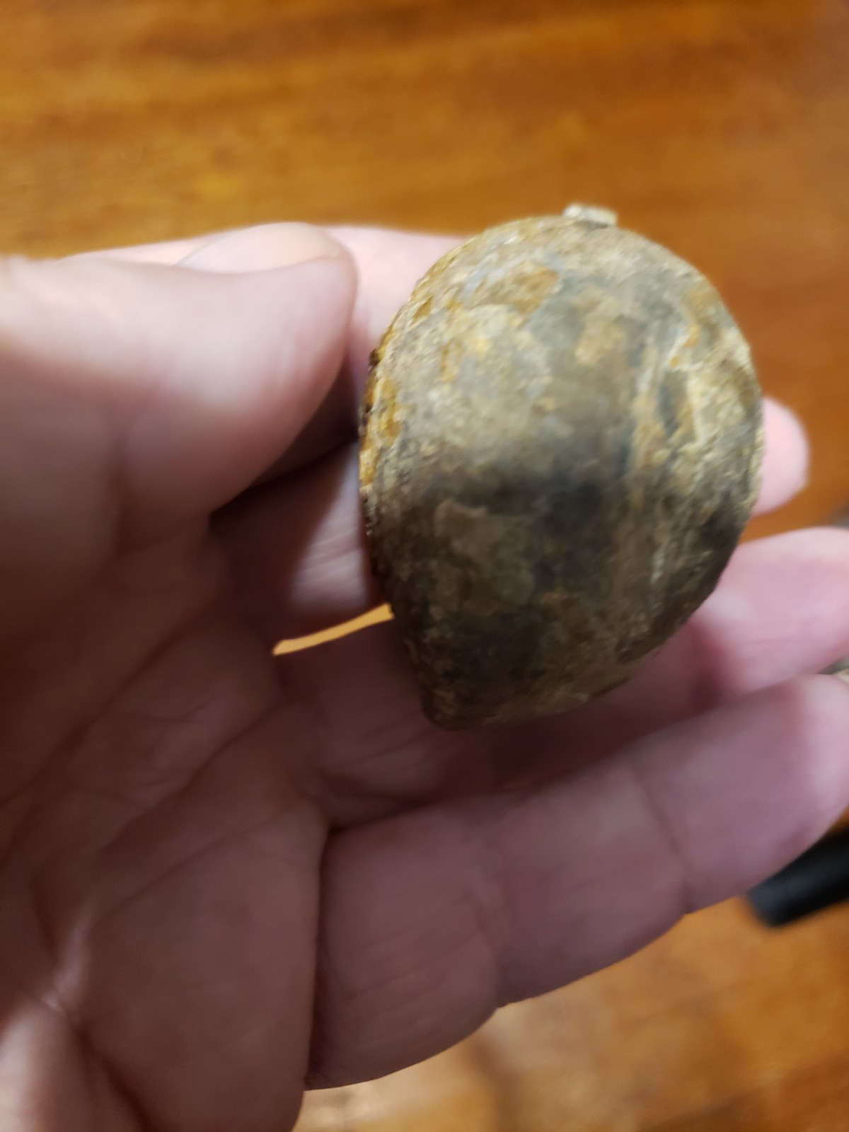 Huge Museum FOSSIL Cystoid Echinosphaerites aurantium 2.25"! Crinoid Trilobite !