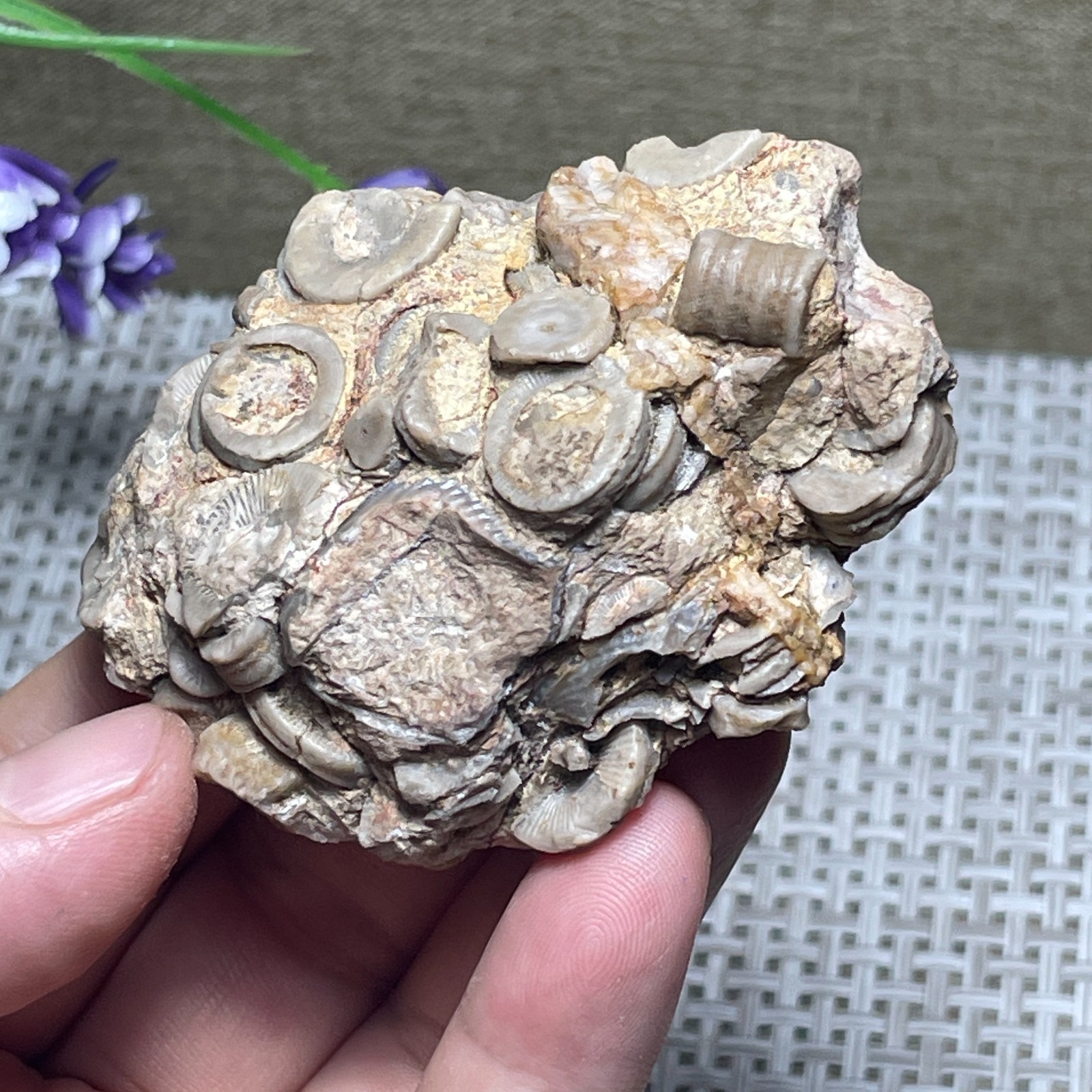 Natural sea lily stem crystal Madagascar - viewing specimen 107g A2