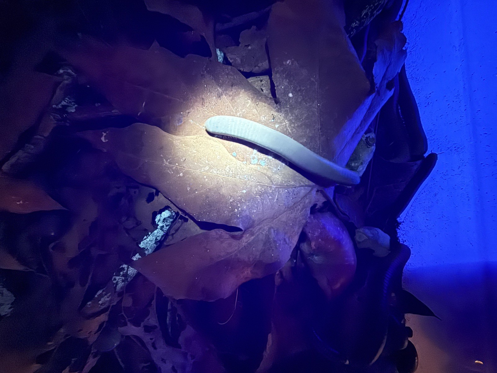 UV REACTIVE Hiltonius Pulchrus Millipede 5 Compost Classroom Pet Millipede Only