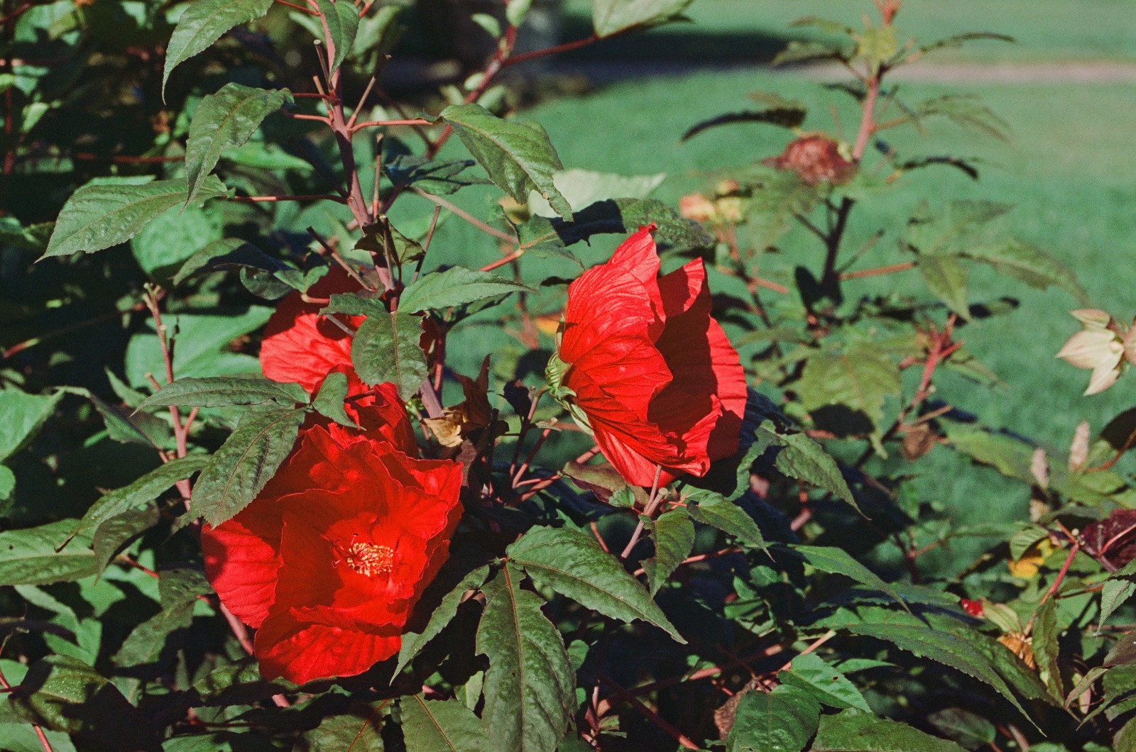 MYSTIC MOTION - 35mm Color Negative Movie Film 100D - 24 exp Process ECN-2