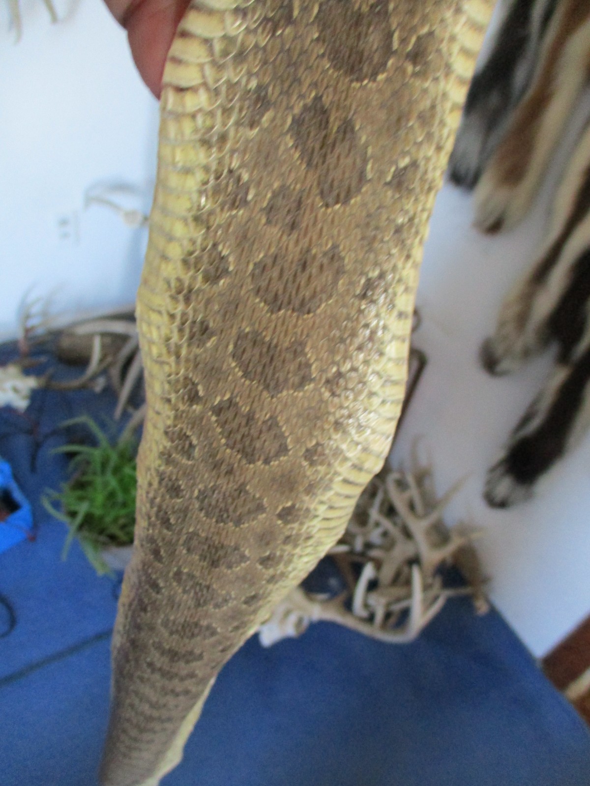 rattlesnake skin prairie rattle snake hide DRY TANNED wrap pen blanks 37 in. R5