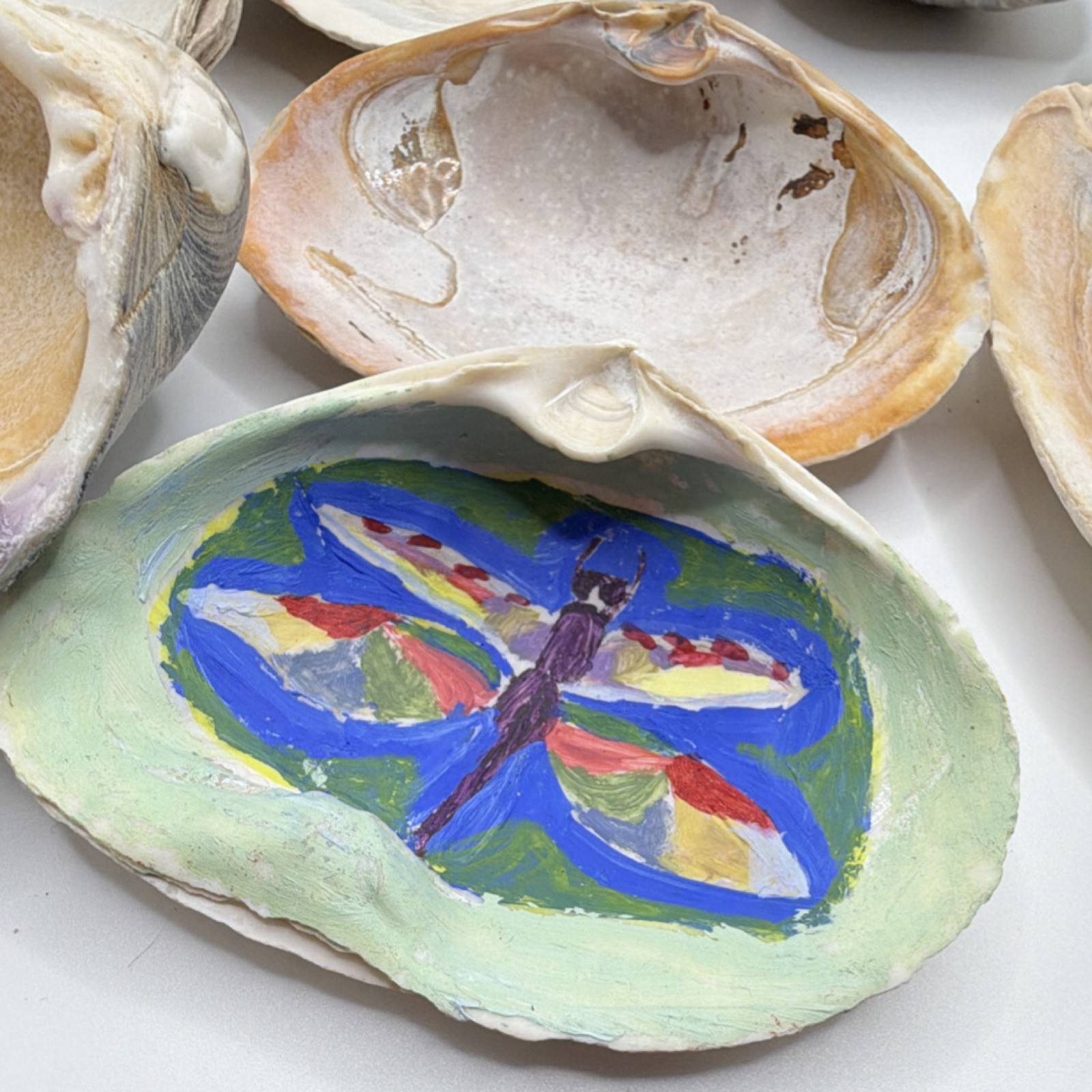 Assorted Natural Clam Shells Lot, Mixed Colors, Includes Painted Shell