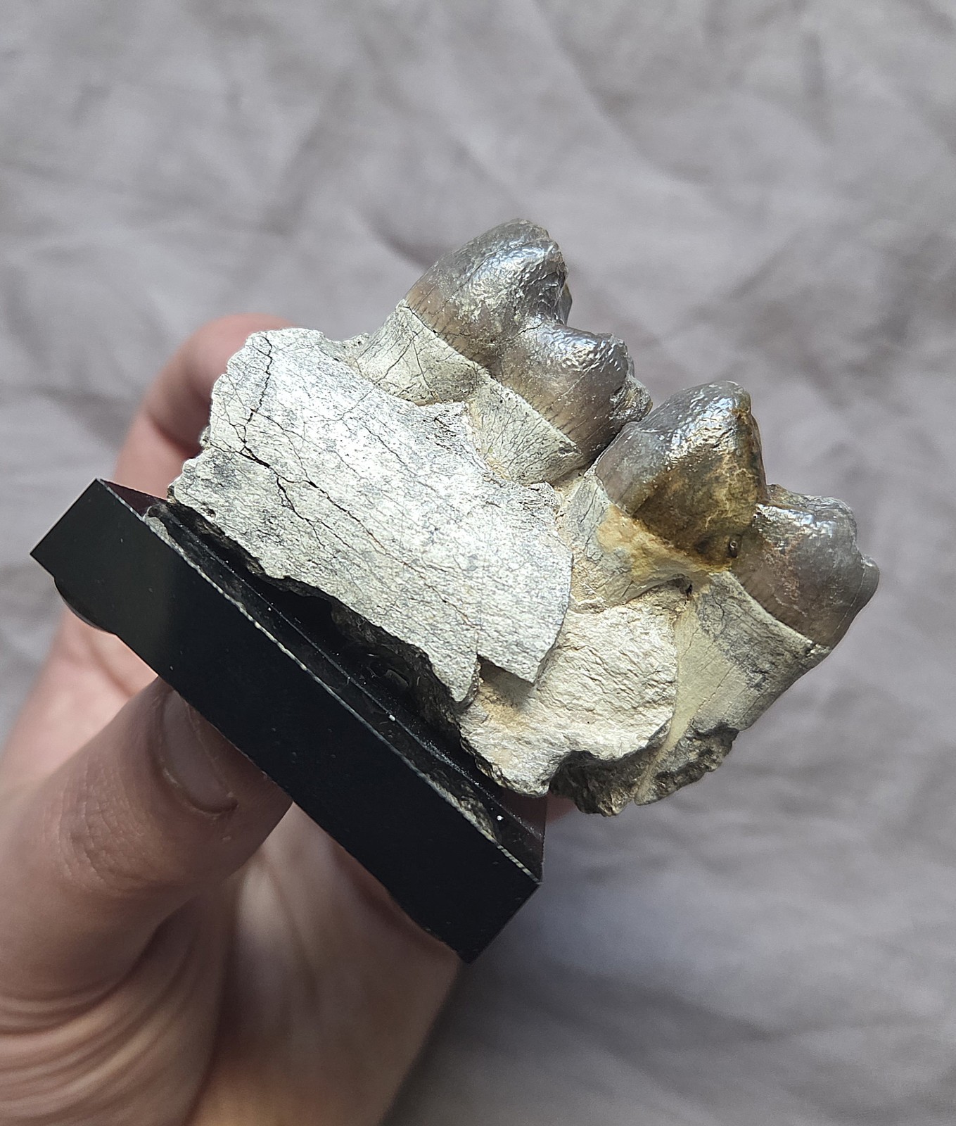 Rare Giant Hell Pig Archeotherium Fossil Jaw W Teeth Eocene Mammal South Dakota