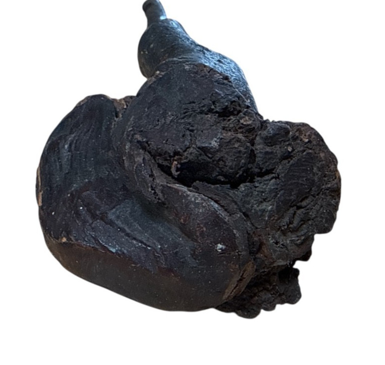 Antique Native American Vtg Fire Hardened Root War Club Weapon 25" Long