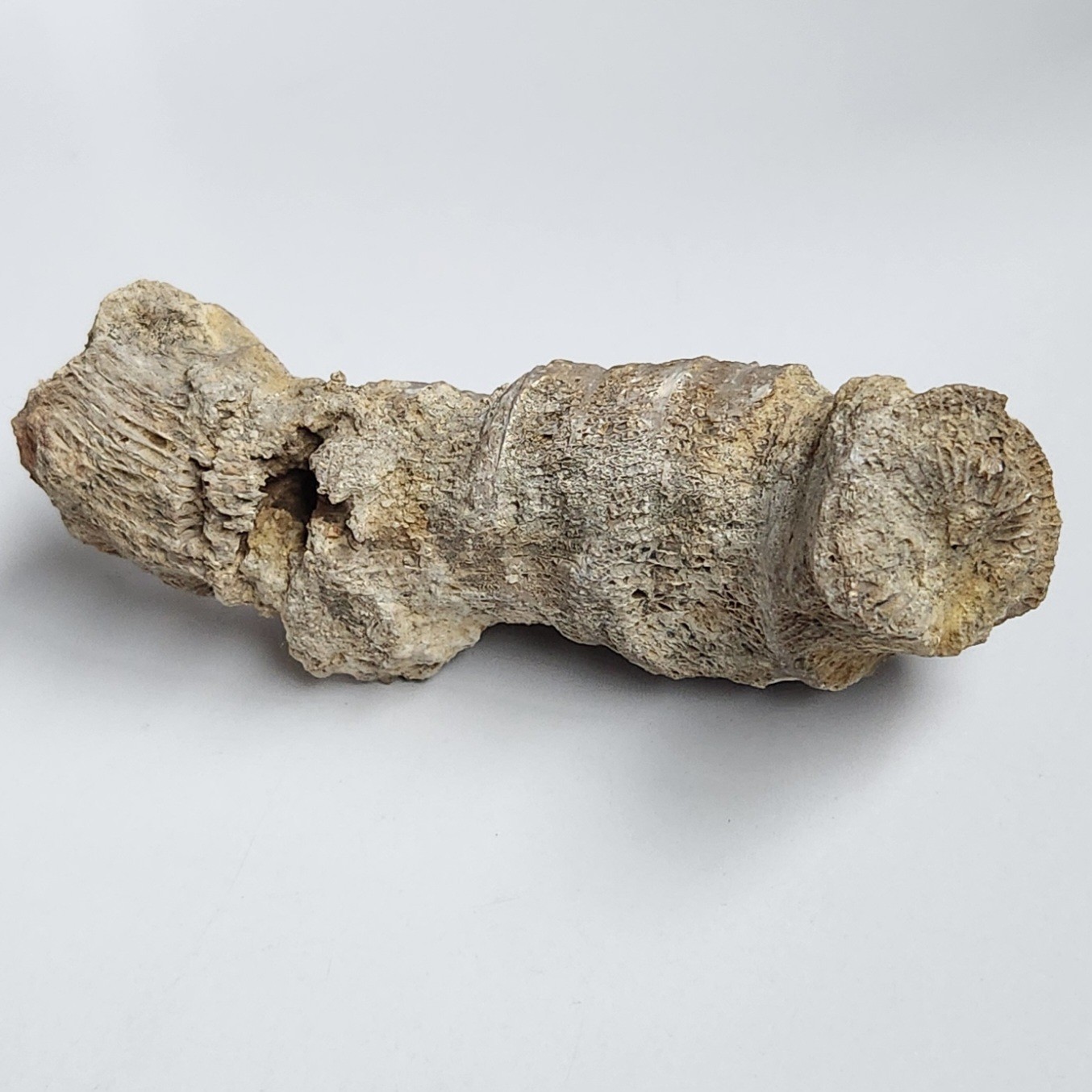 5" 216g Fossil Horned Coral Central Texas Pennsylvanian Display Specimen