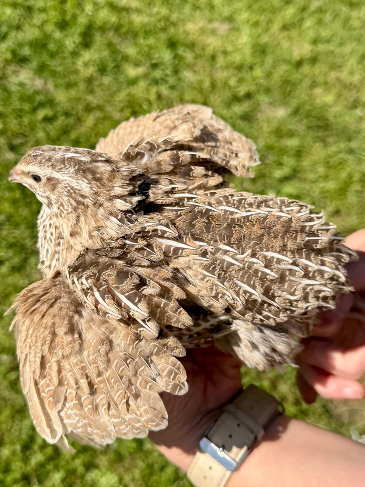 30+ RARE COLORS Coturnix Quail Hatching Eggs NPIP AI Free
