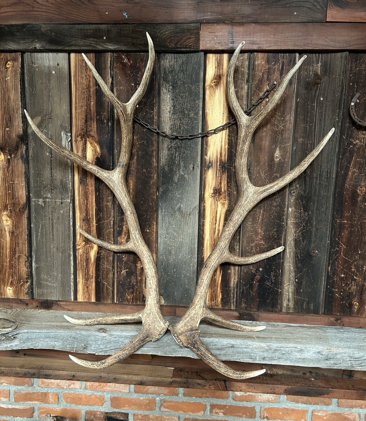 6x6 Set Of Elk Sheds ~ Elk Antlers ~ Cabin Decor