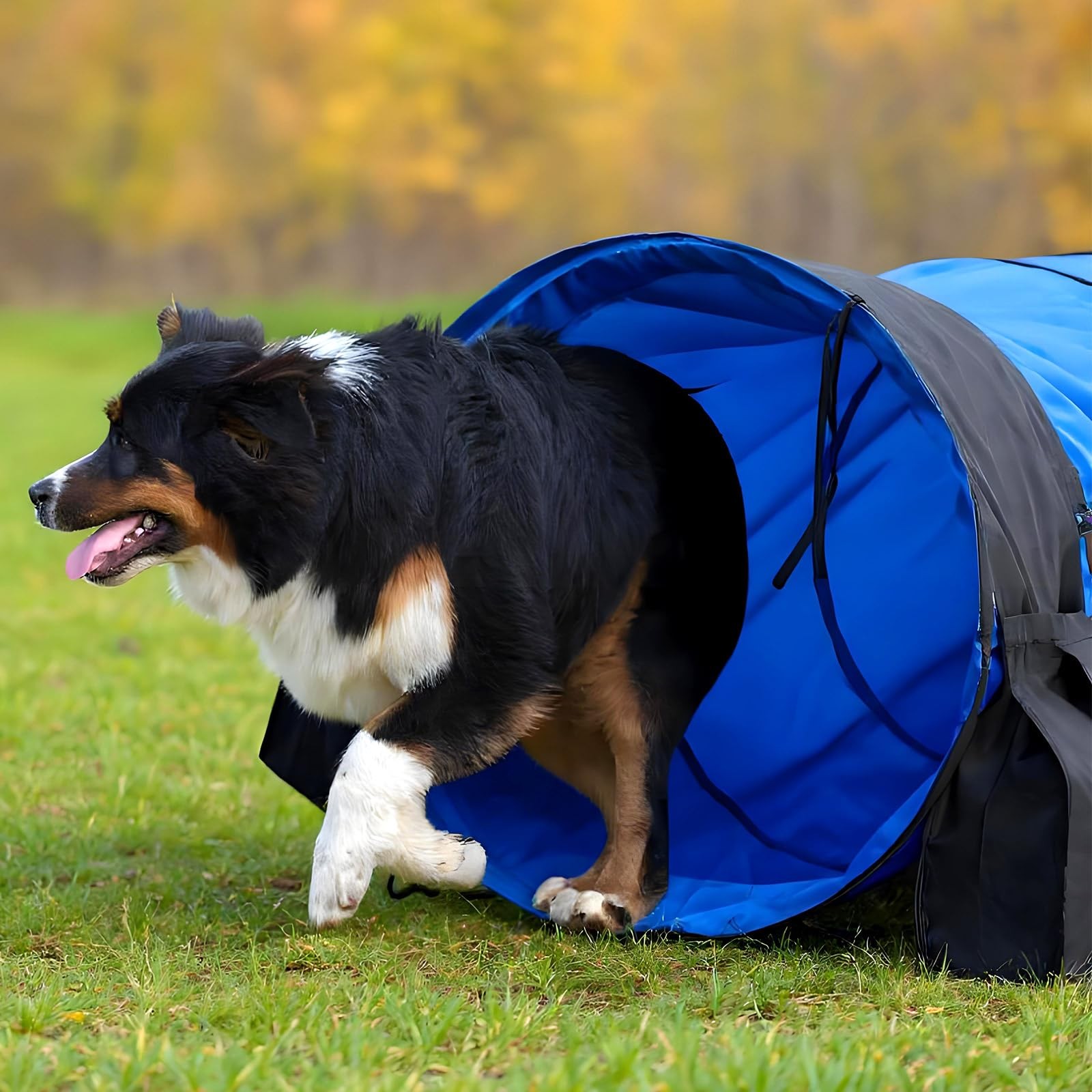 28 in 10 Foot Blue Extra Large Dog Agility Tunnel with Sandbags Dogs Agility ...