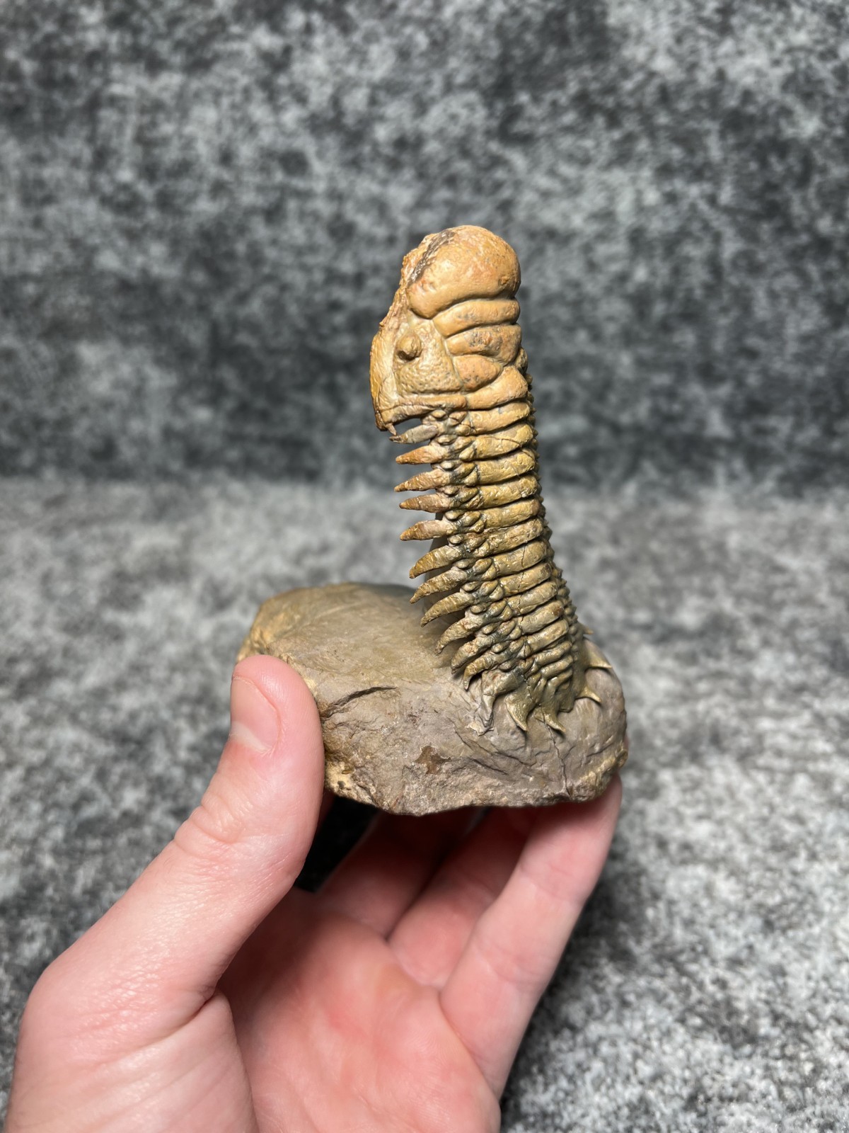 Trilobite Crotalocephalina (Crotalocephalus) Fossil - Ofaten, Morocco