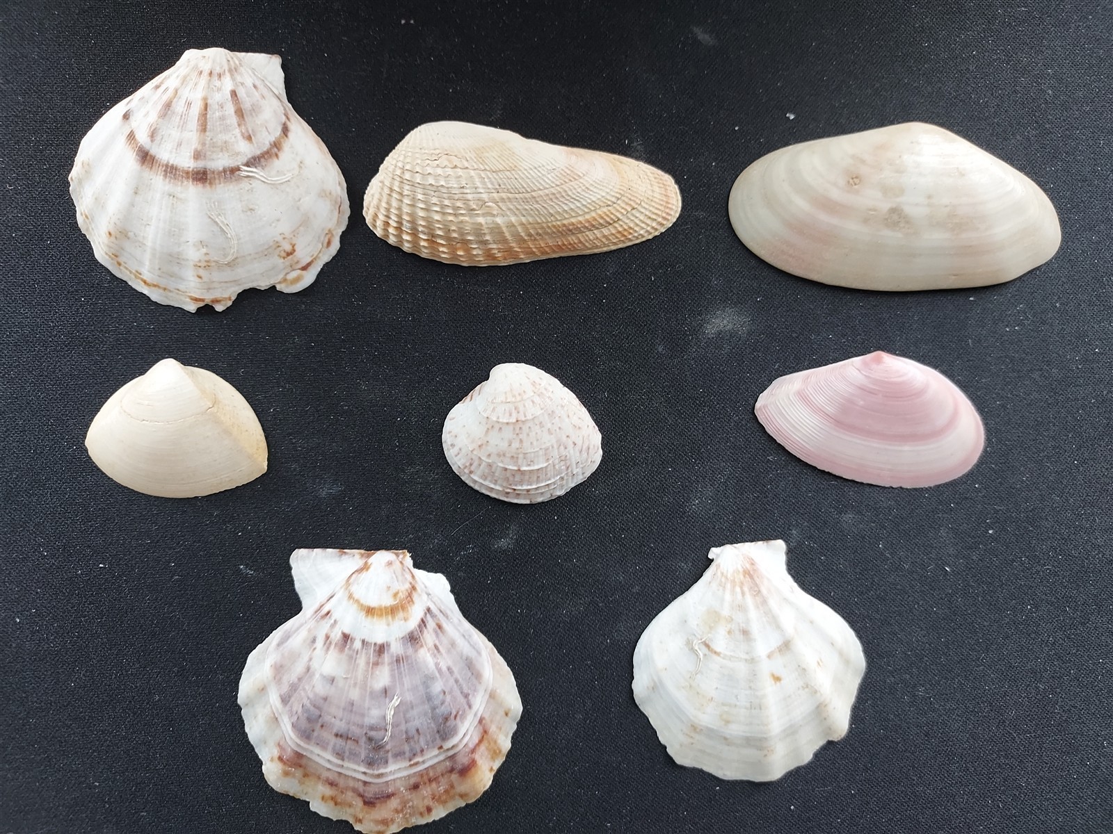 #DD200 Lot of 8 all different beautiful clam & Scallop shells, approx. 28-64mm