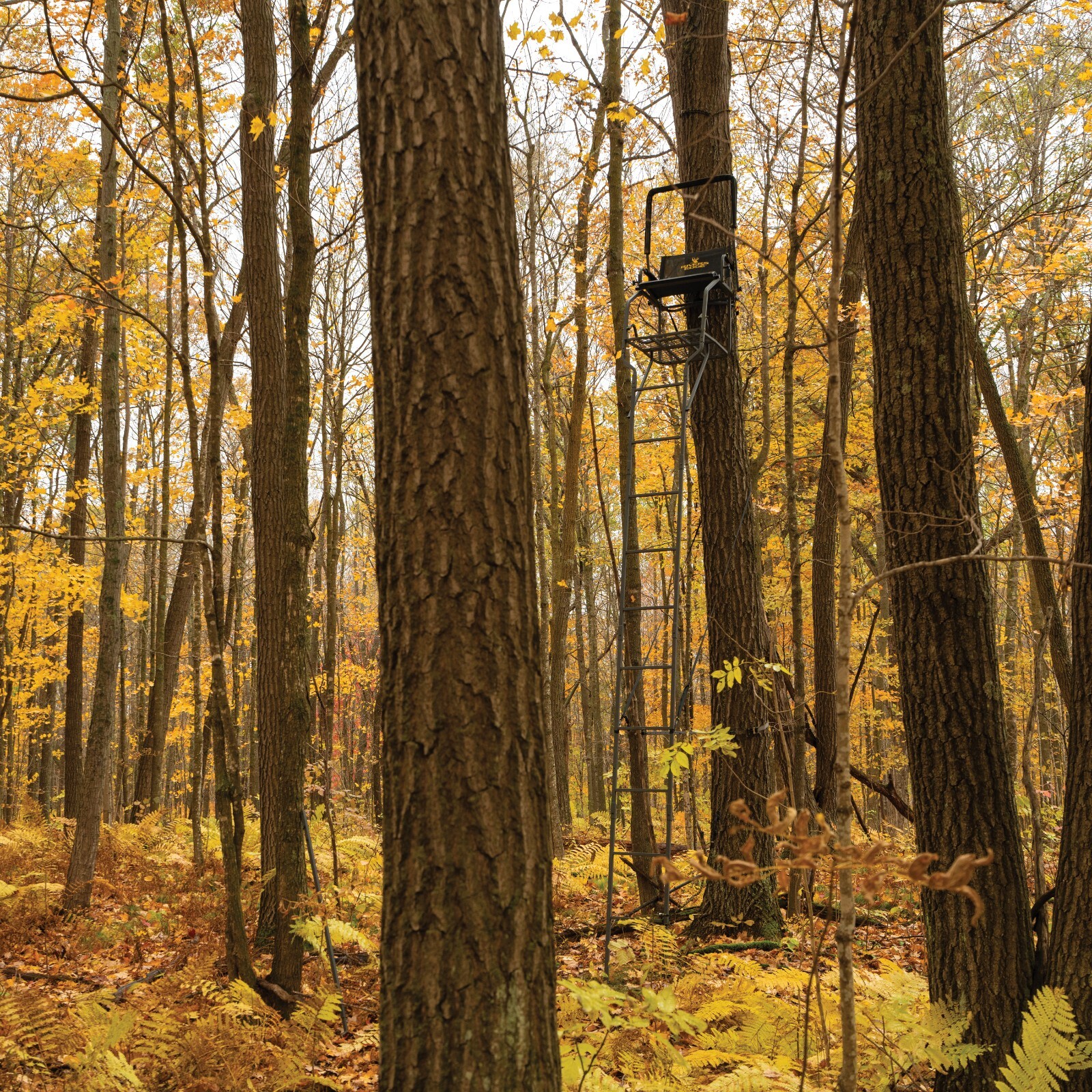 Rivers Edge® Big Timber™ 1.5 Man Ladder Stand, 18’6” Height, RE677
