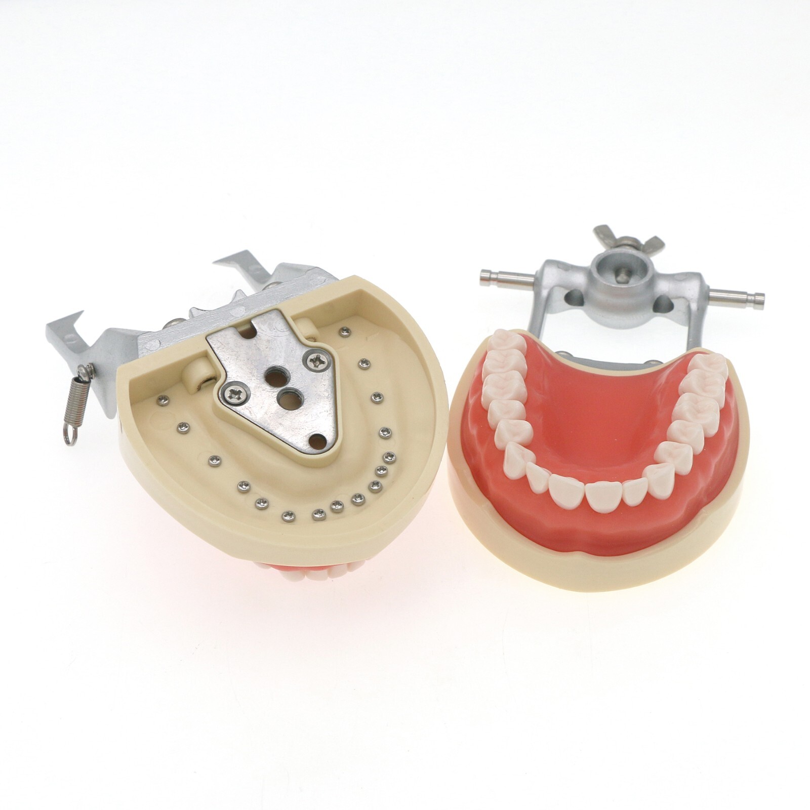 Kilgore NISSIN 200 Type Dental Typodont Model M8012 with 32Pcs Removable Teeth