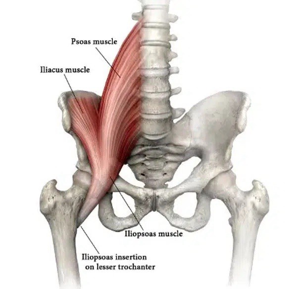 Hip "Hook Style" Iliacus and Psoas Tool for SI Joint Lower Back Pain