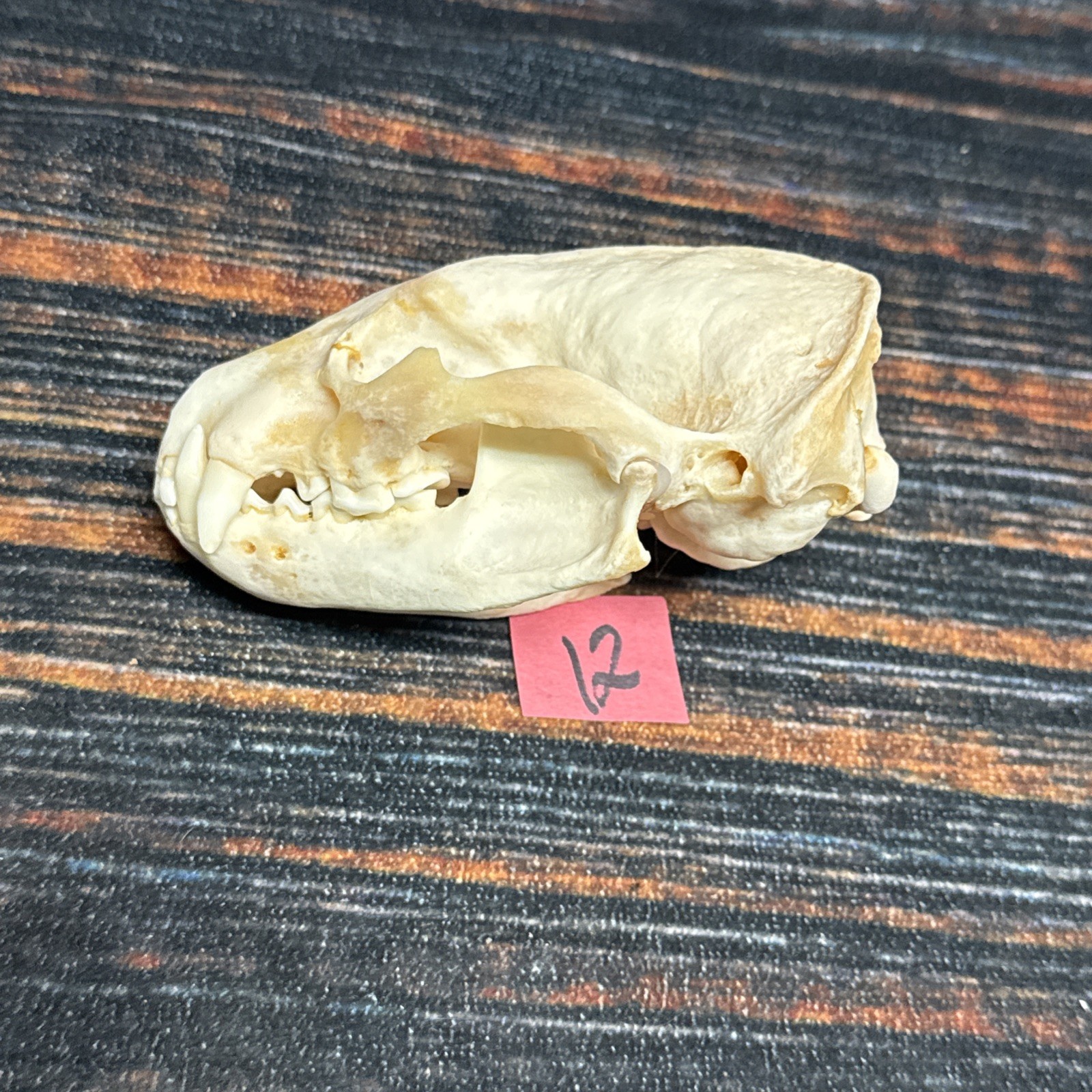 Real XL Badger Skull Unique Gift Halloween Craft Animal Mount Art Model Head Odd