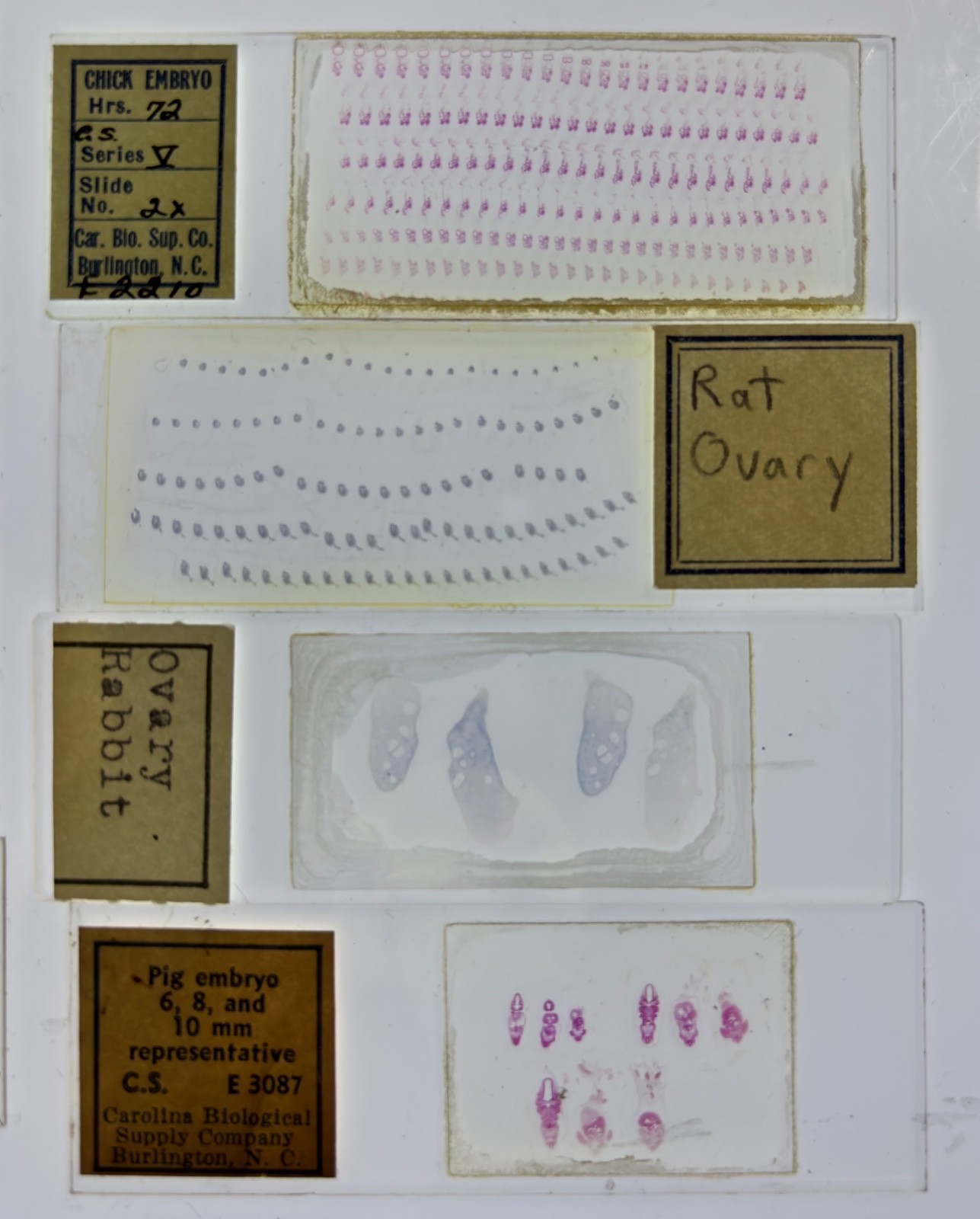Embryology Microscope Slide Set 25 – aquatic, amphibian, chick, and mammal