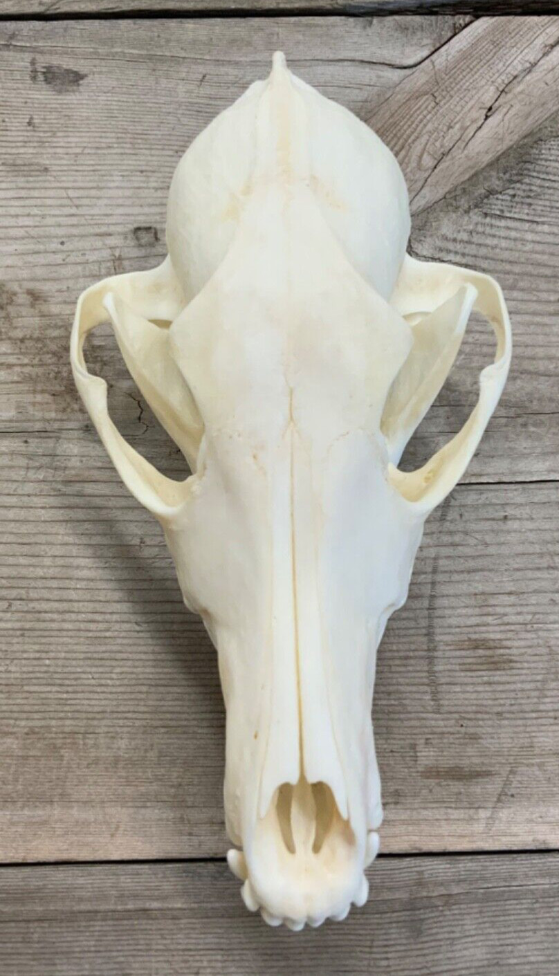 Coyote Skull Authentic Montana Coyote Skull #2 Grade