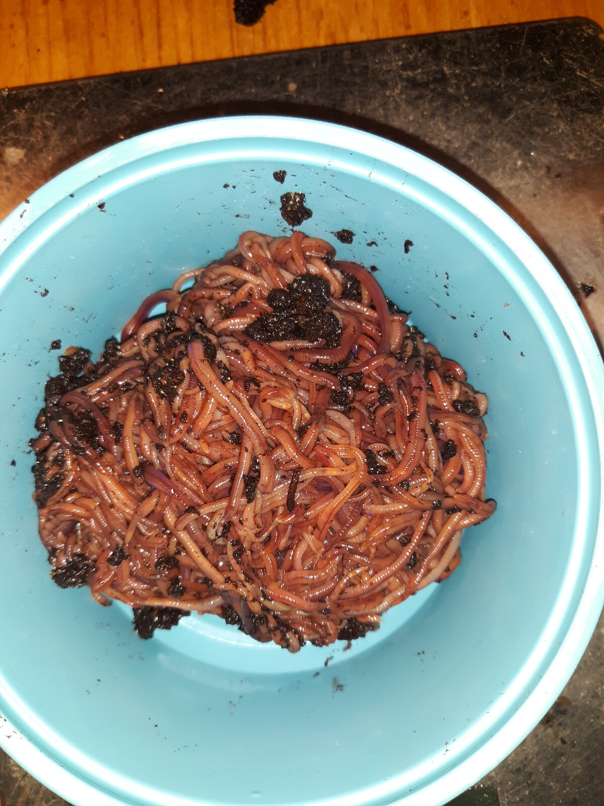 🐛Now Available Live Garden & Composting Worms Online with FREE SHIPPING🐛