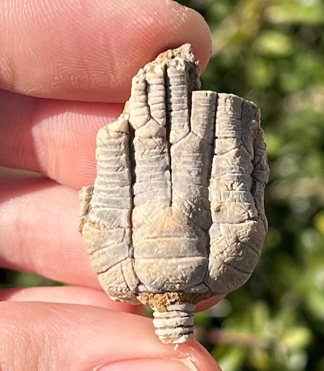 Alabama Fossil Crinoid Alcimocrinus ornatus Bangor Limestone Formation NICE