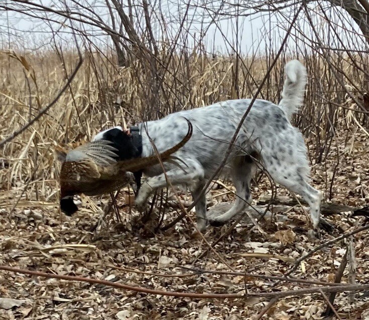 Rooster RINGNECK PHEASANT SKIN 2 Wings Tail Feathers Wall Art Taxidermy Man Cave