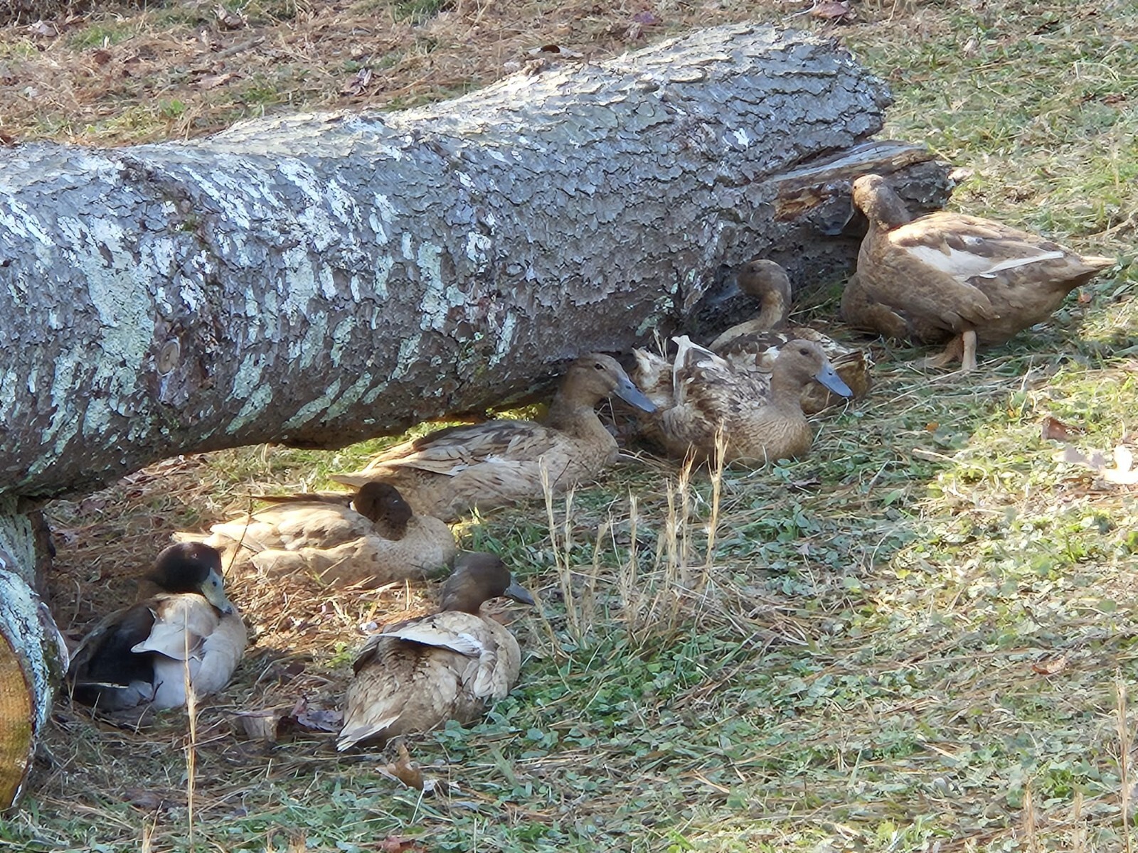 12+3 Khaki Campbell Fertile Hatching Eggs