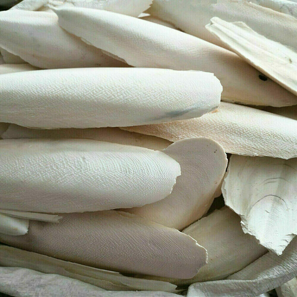20PCS Cuttlebone Bird Parrots Cuddle Bone Turtles Tortoise Cuttlebone Holder .